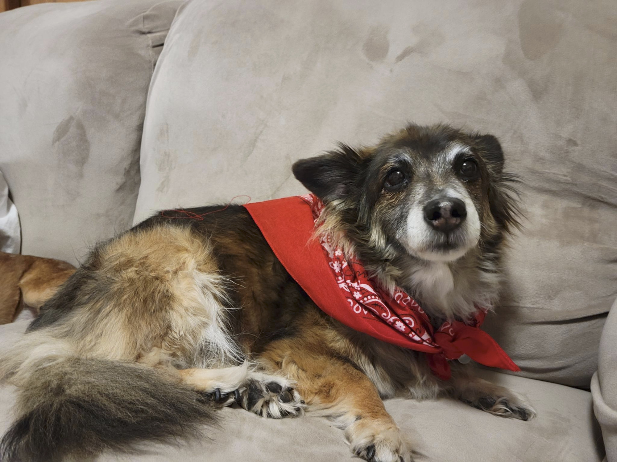 A very cute medium-sized mixed-breed dog who turned 16 years old last month.