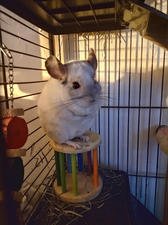 Echo the chinchilla, stood on the wooden perch in his cage.