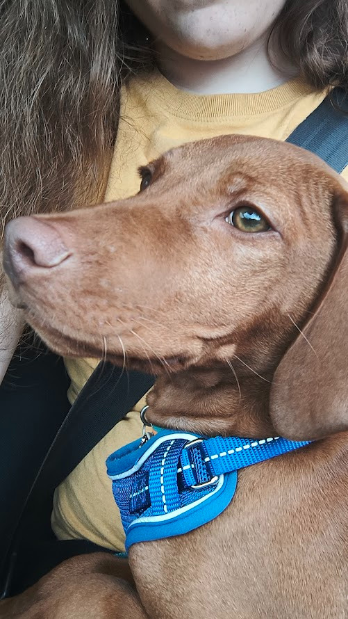 A close-up of Remus the dog, sat on my lap.