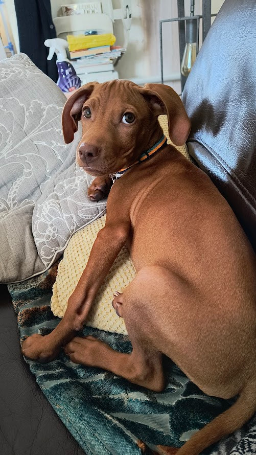 Remus the dog, feigning innocence after pushing me off the couch pillows and claiming them as his own.