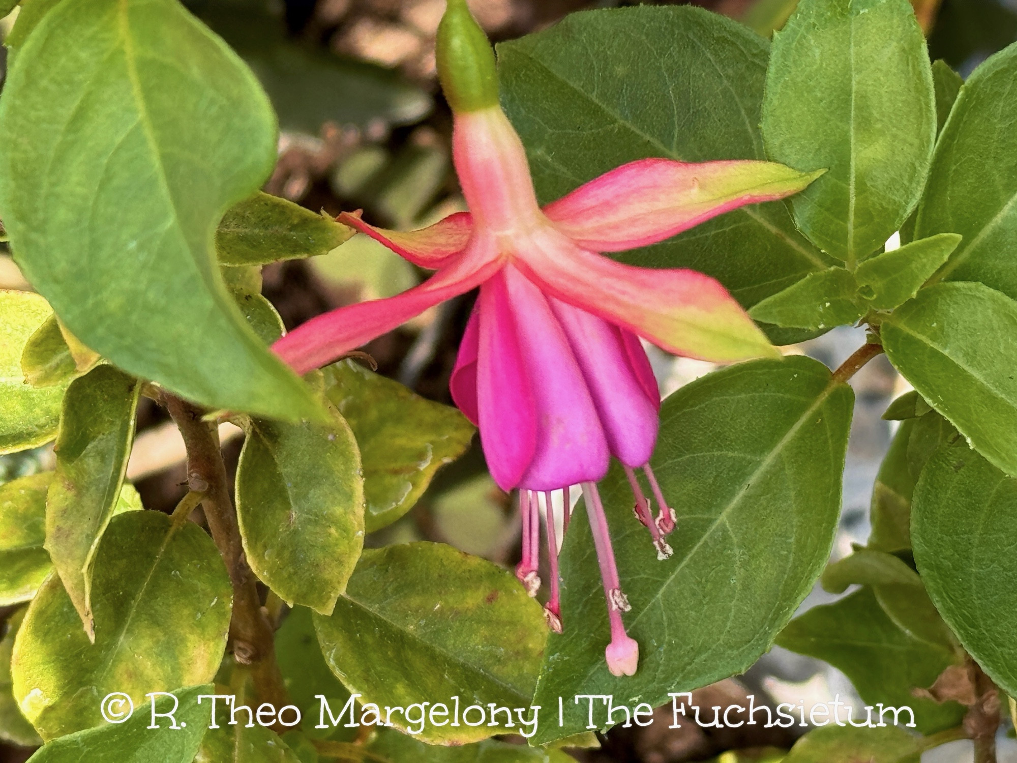 Fuchsia 'Cambridge Louie'.