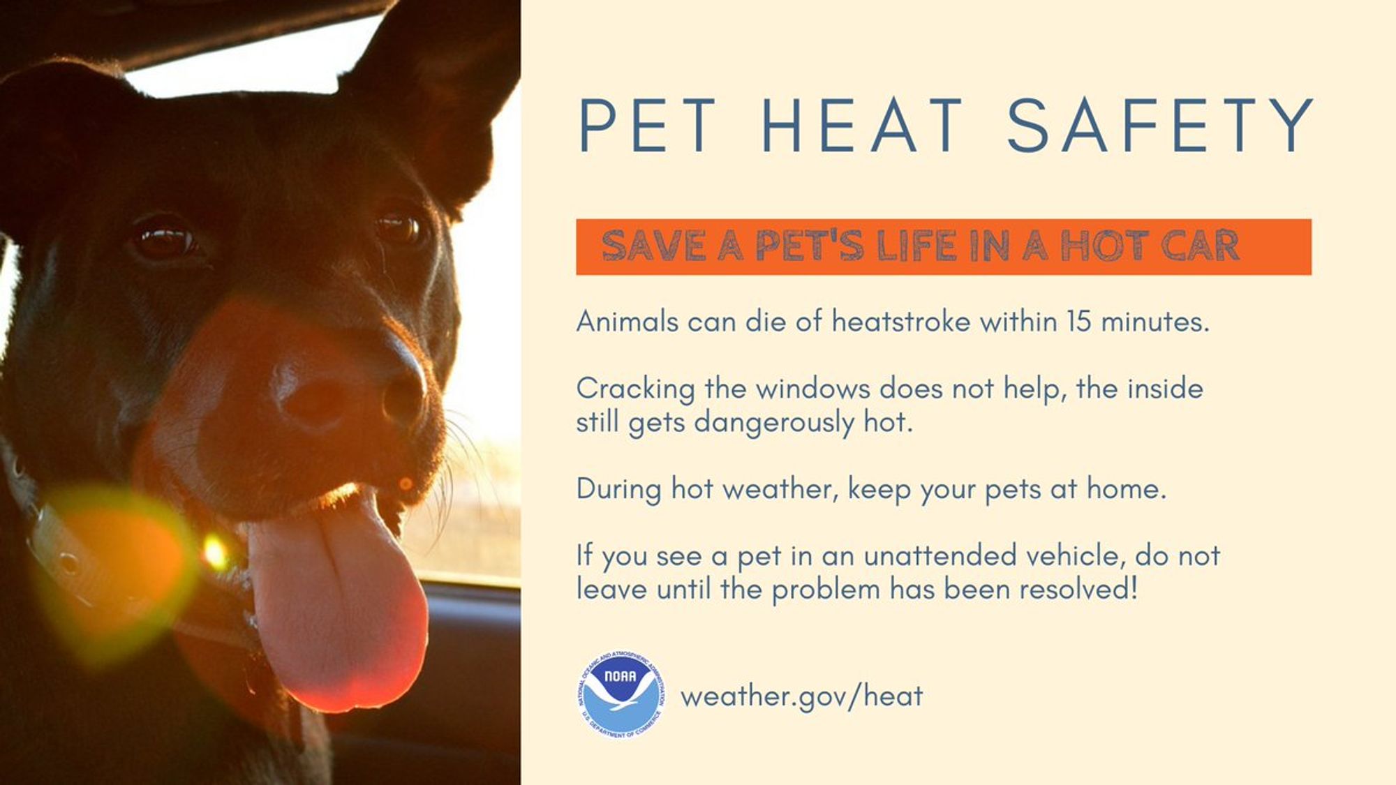 Pet Heat Safety: Save a pet's life in a hot car. Animals can die of heatstroke within 15 minutes. Cracking the windows does not help, the inside still gets dangerously hot. During hot weather, keep your pets at home. If you see a pet in an unattended vehicle, do not leave until the problem has been resolved.