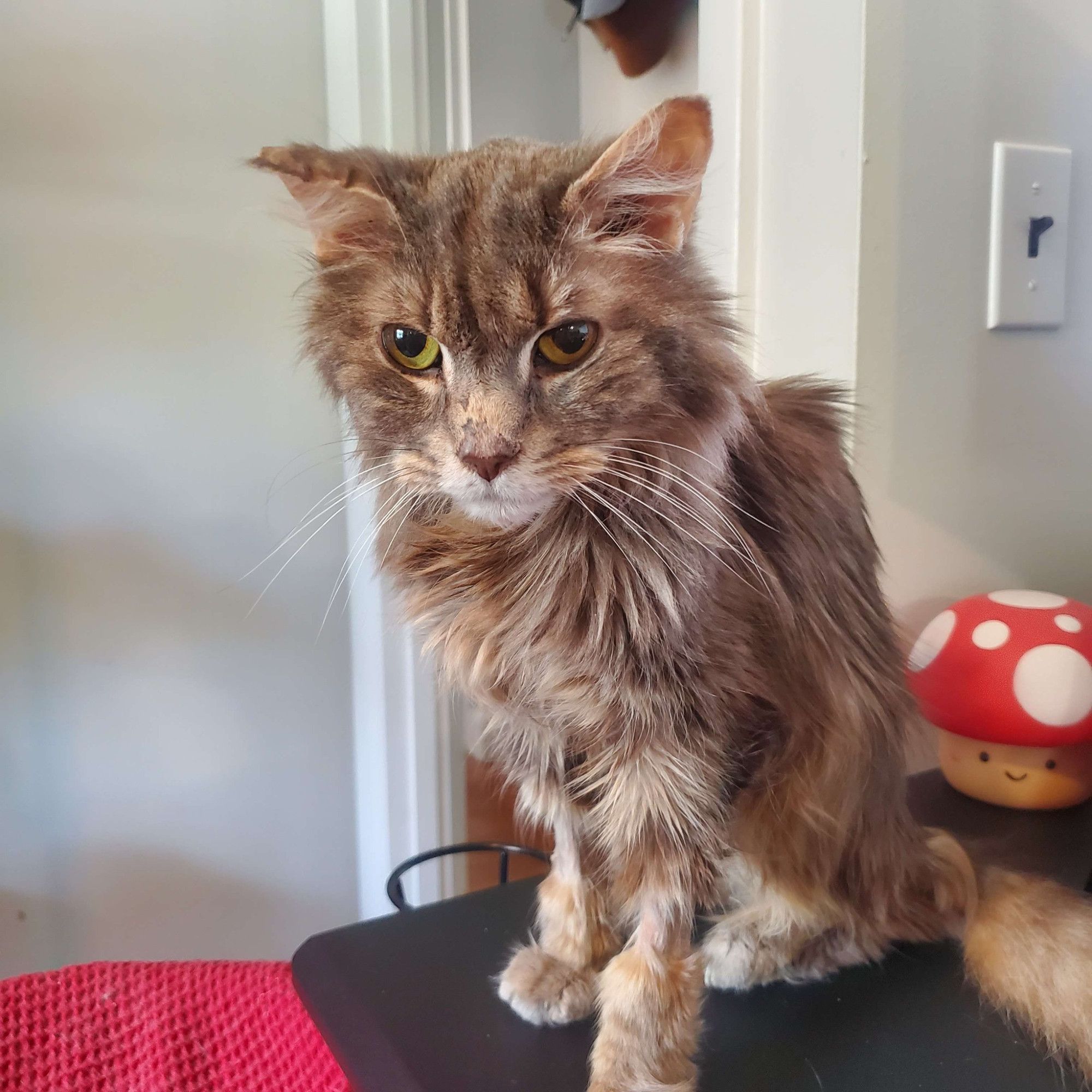 A photo of Spunkie, a longhaired gray tabby cat, taken earlier this year. 13 years old! Lymphoma made him very skinny and scraggly. The fur around his paws had been shaved back in December 2023 for medical procedures and the fur never grew back because he lacked the energy. His right ear was crinkled from an unrelated hematoma the previous year.