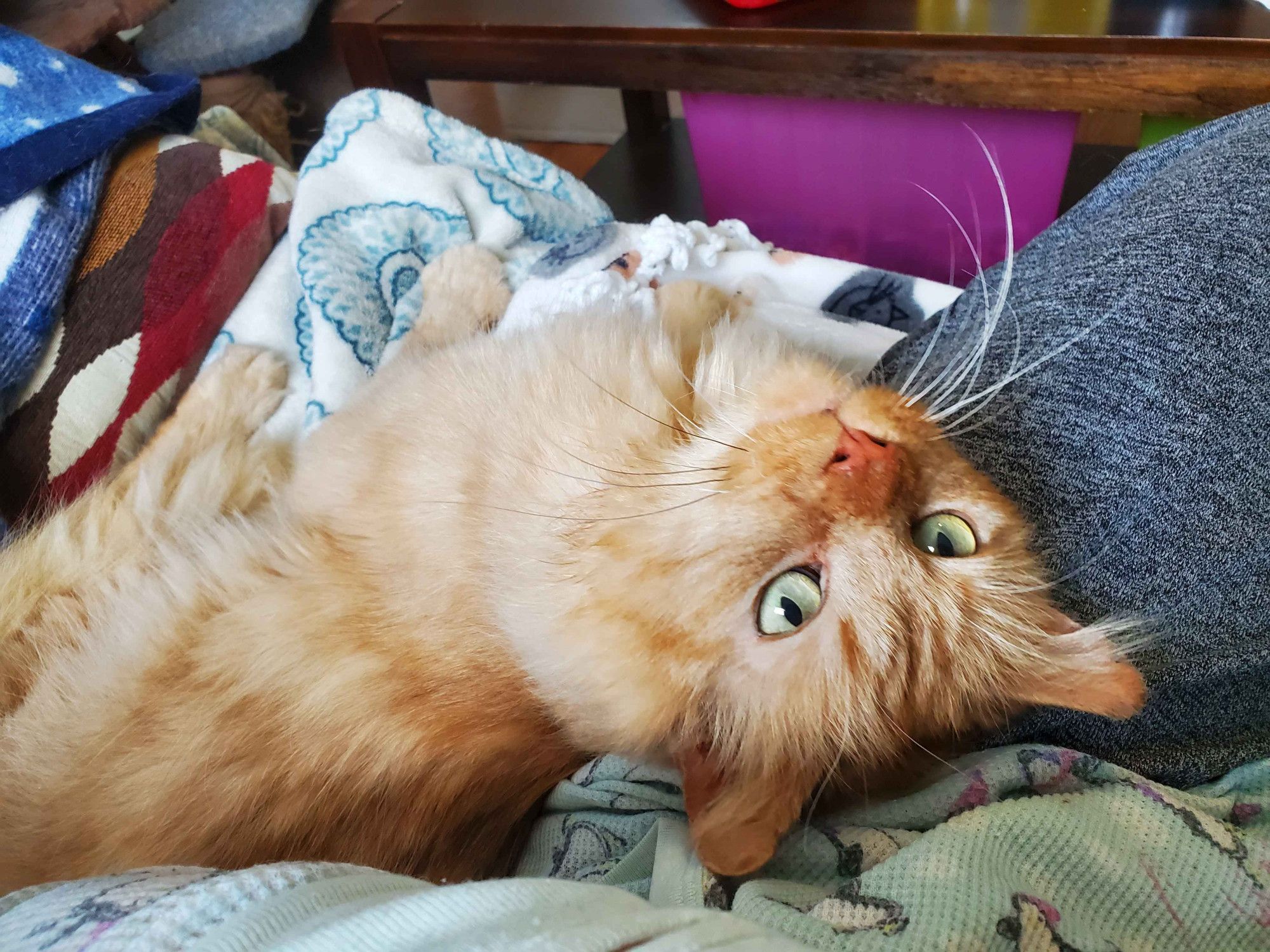 Long-haired cream-orange tabby The Hamburglar, cuddling next to my lap. He purrs a lot and makes BIG biscuits aggressively while pushing against one's lap. This only happens in his safe room (the craft room) and after you give him treats... haha.