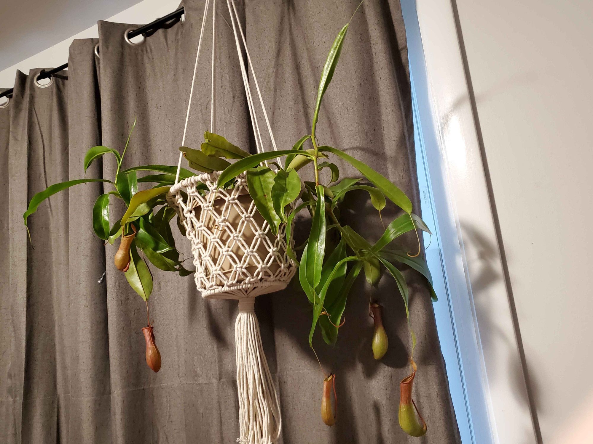 potted plant of the the Nepenthaceae family. Likely N. muluensis or N. tentaculata. Several upper pitchers dangle, characterized by their looping stems. There are some unseen lower pitchers on the top dirt and moss surface. My curtain is closed today because it is not sunny out. The pitchers are reaching older age and have begin their dry out process.