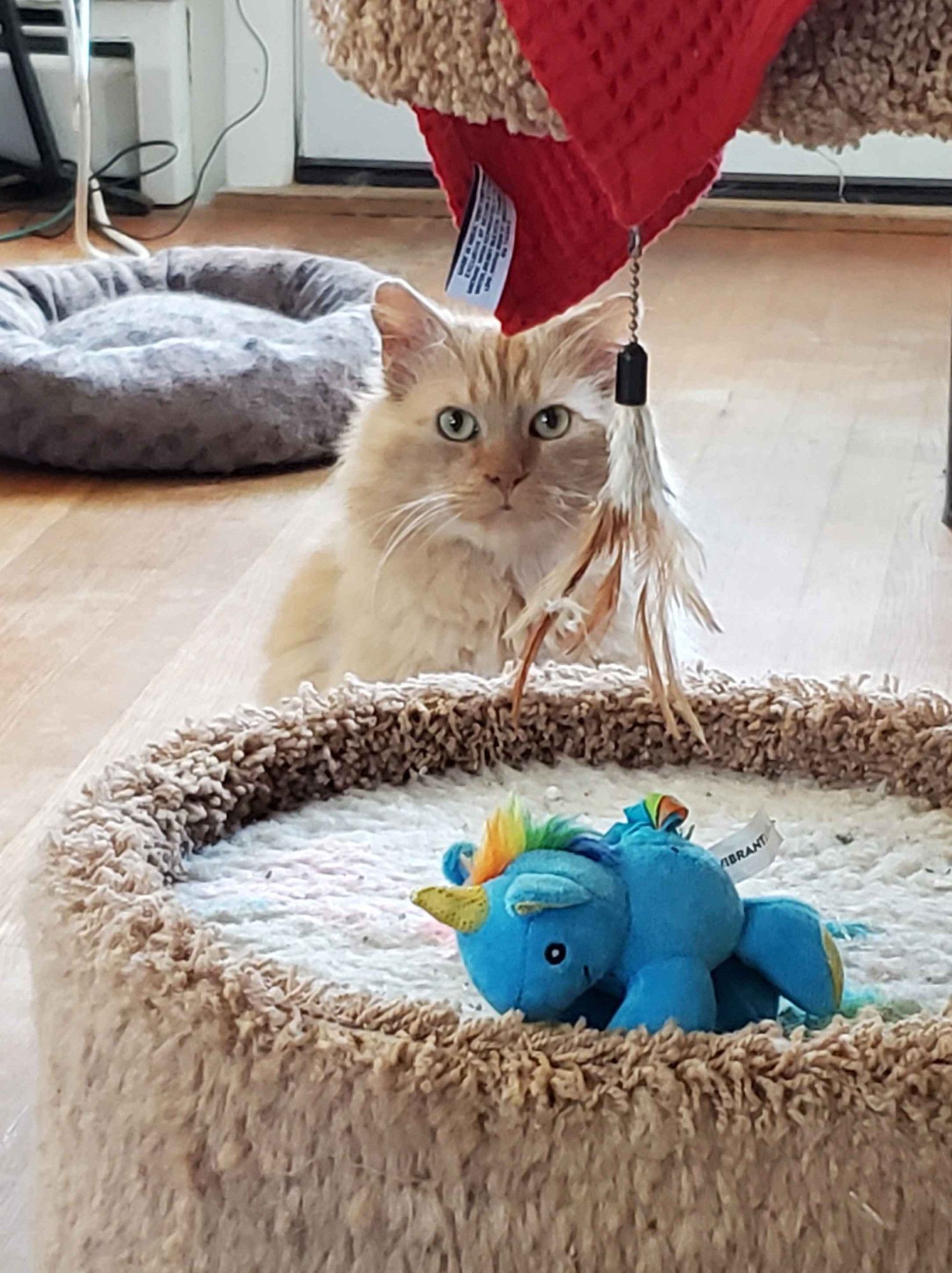 Long-haired cream-orange tabby cat with a brown nose, The Hamburglar. He sits behind a small cat tower that is in the foreground. He is looking calmly at the camera.