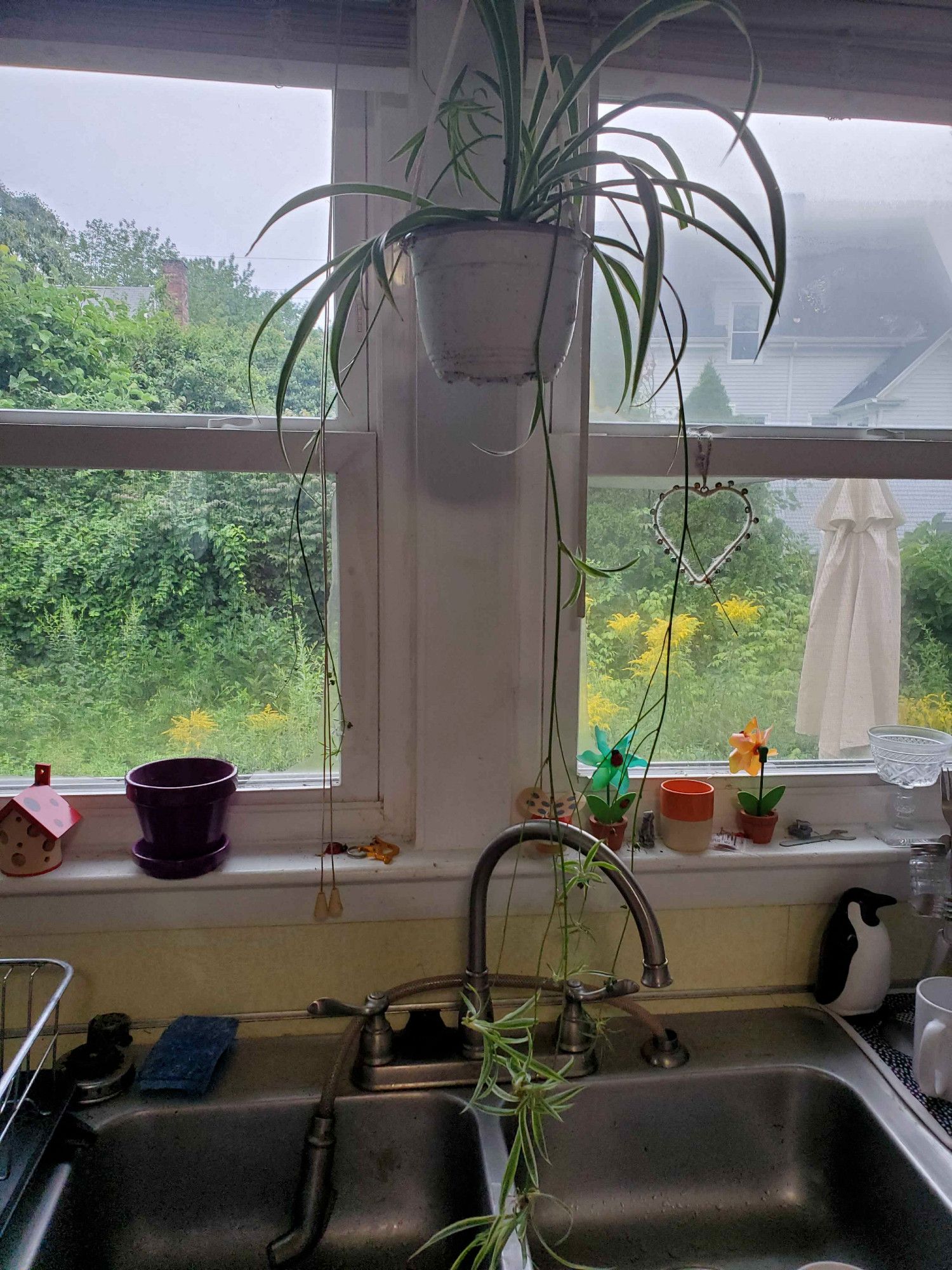 Chlorophytum comosum variegatum cultivar spider plant. It hangs above our sink! Its old pot is the purple one + saucer you see on the windowsill. Please ignore our overgrown backyard... We focused on taking care of Spunkie this year instead of clearing out brush and spraying away house bugs...