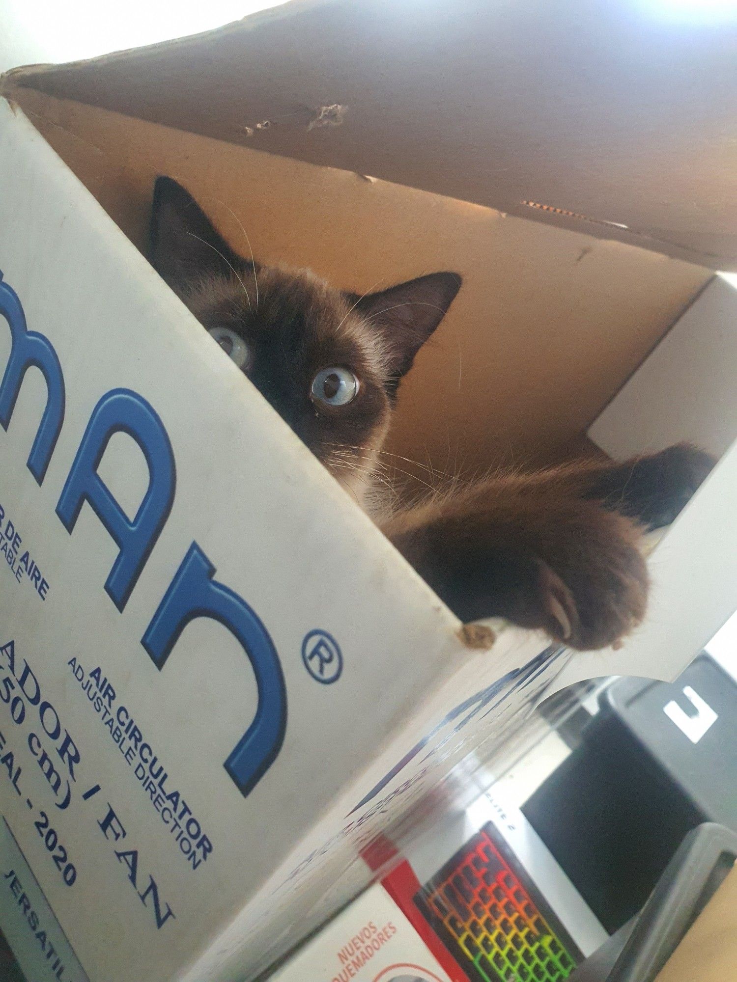 Athena, a Siamese cat peeking out of a tall cardboard 
box.