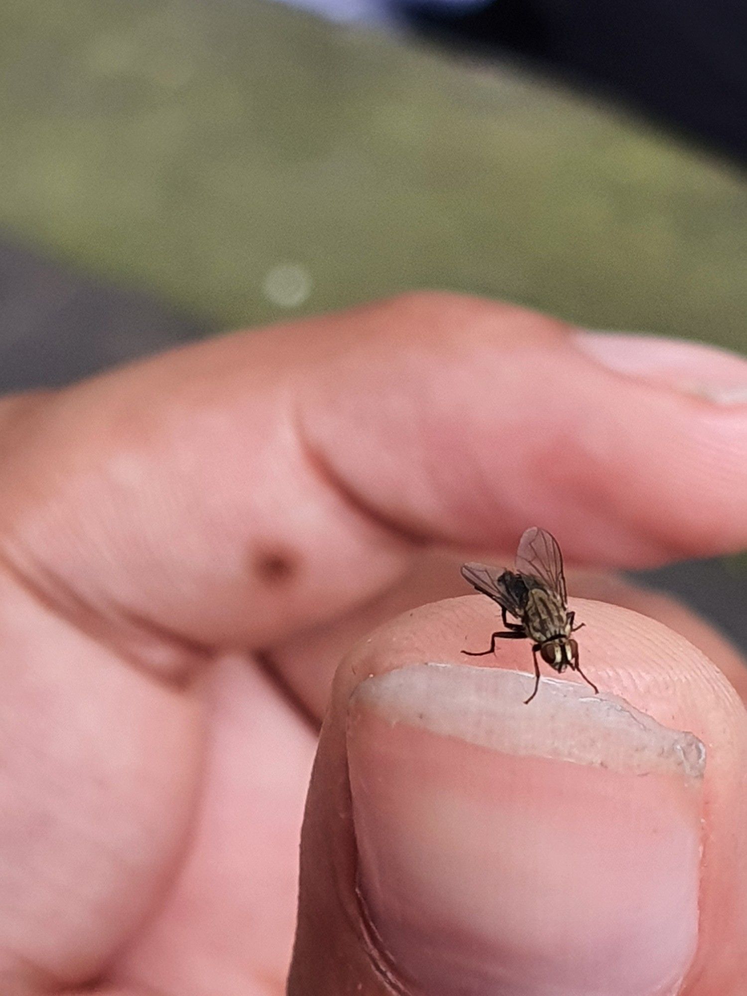 Closeup of a small fly on top of a thumb