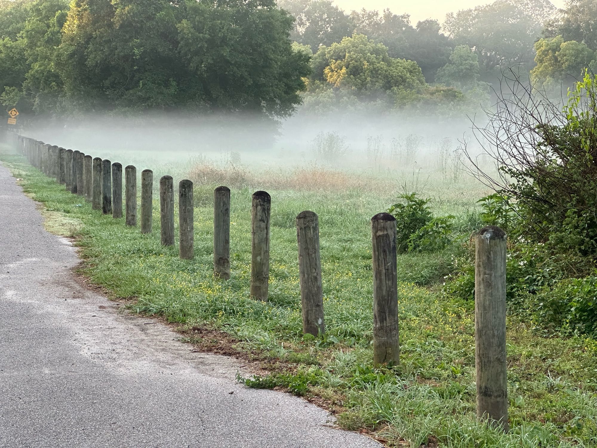 Wider shot of a lot of posts in a row, too zoomed out to see any ducklings, this one is just for context