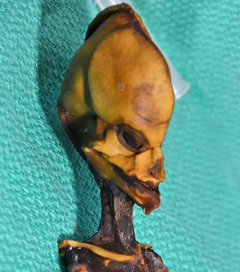 A close-up of the tiny mummy's elongated head