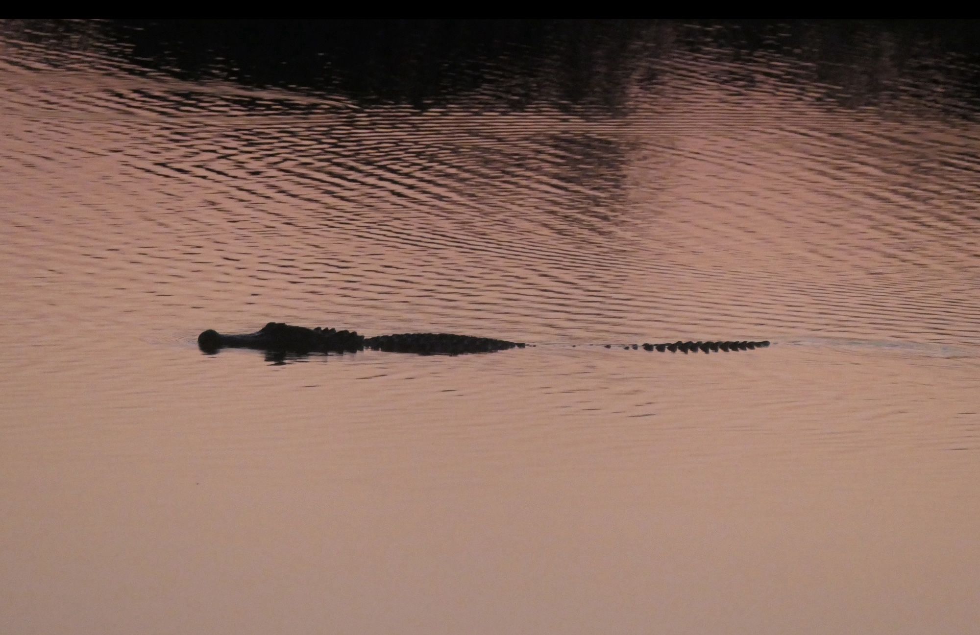 Alligator in silhouette floating in the bayou; the water looks grayish orange in the early light