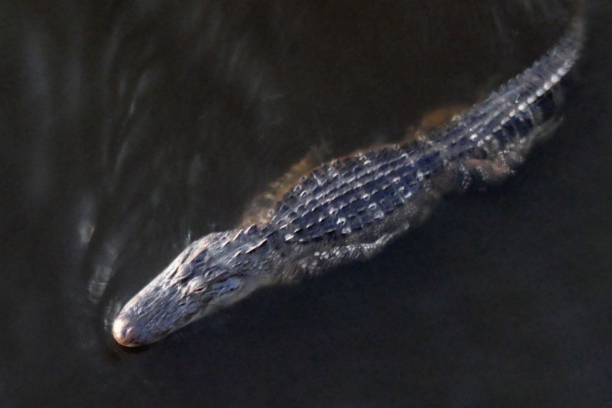 Big ol' alligator in the water as seen from above.