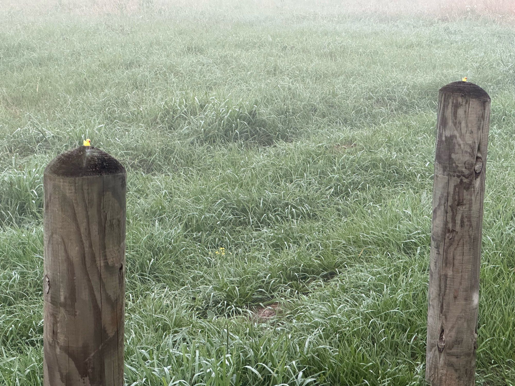 Wider shot of two posts, both have ducklings on them