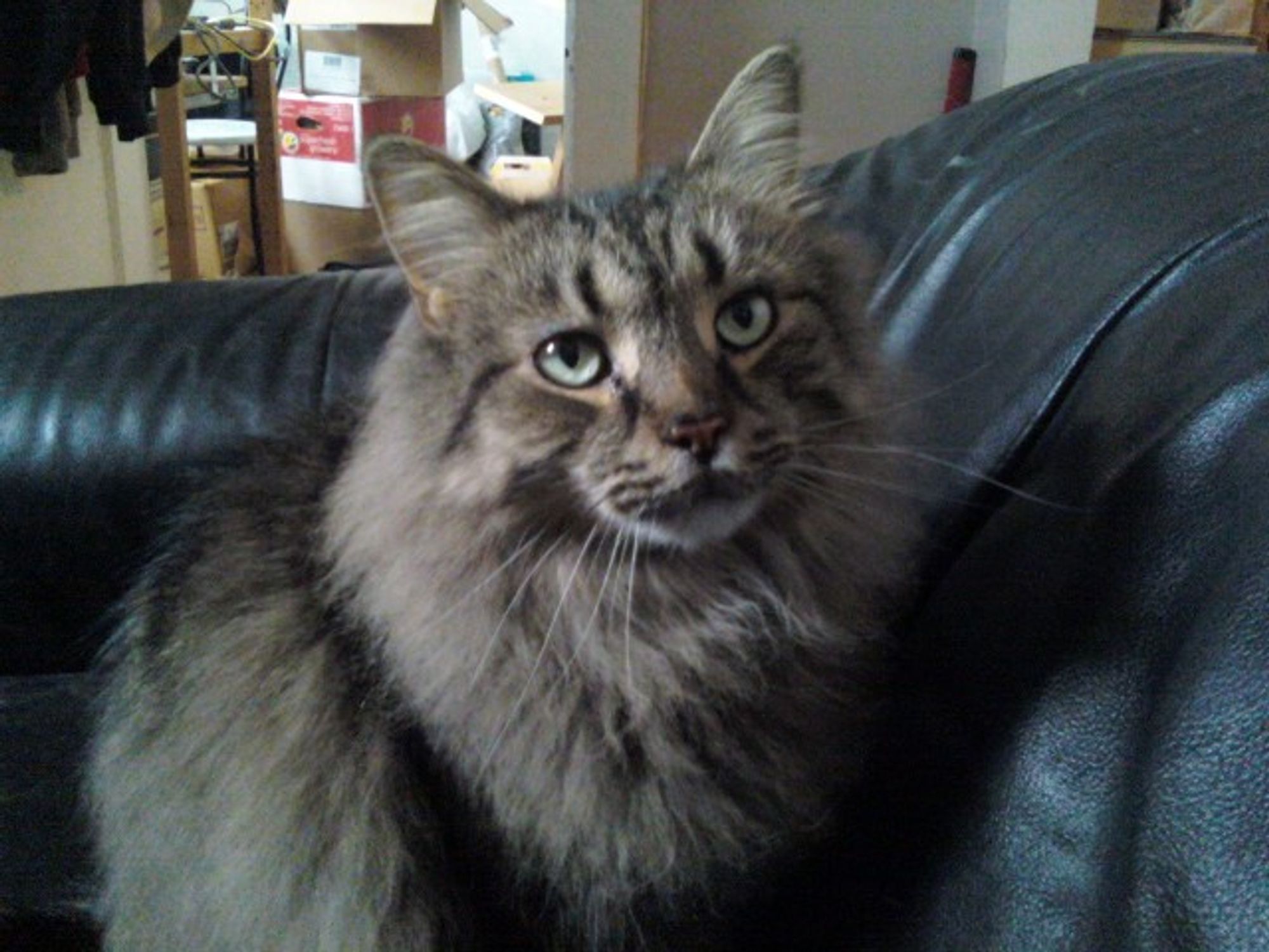 An old picture of Frank the cat, gazing up at me in adoration/wanting to climb on my lap. He was technically my brother's cat, but we lived together when he got Frank and even after my brother moved elsewhere Frank would come running whenever I arrived/he heard my voice and demand to be picked up and held for at least the first 30 minutes I was there. He used to hear the sound of my glasses case closing when I'd be going to bed and jump down off of wherever he was perched and come running into the room for our nightly cuddles. He was the best.