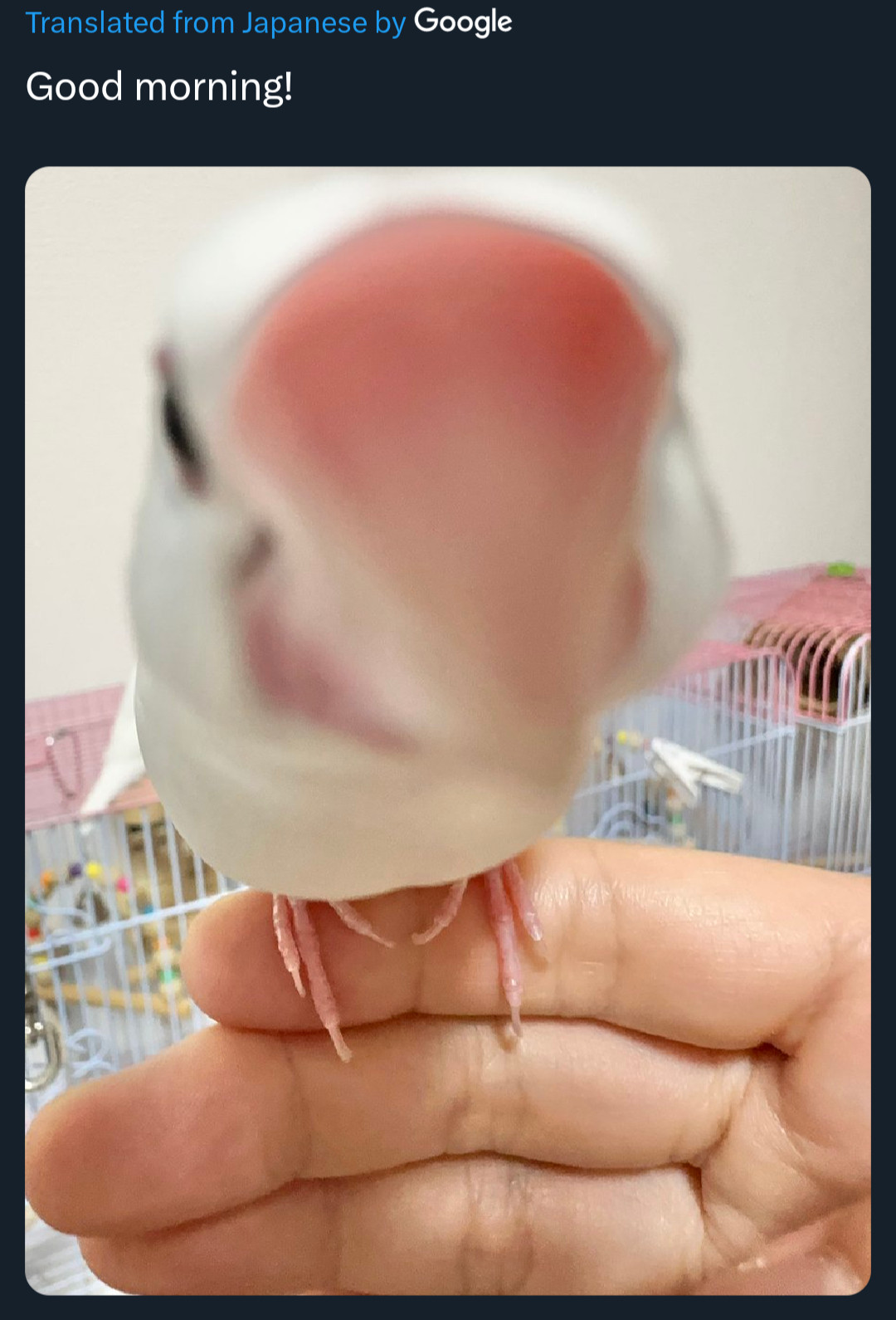 A Twitter screenshot of a translated post that says "Good morning!". Underneath the caption is a photo of a white Java Sparrow who's face is abnormally warped by perspective.