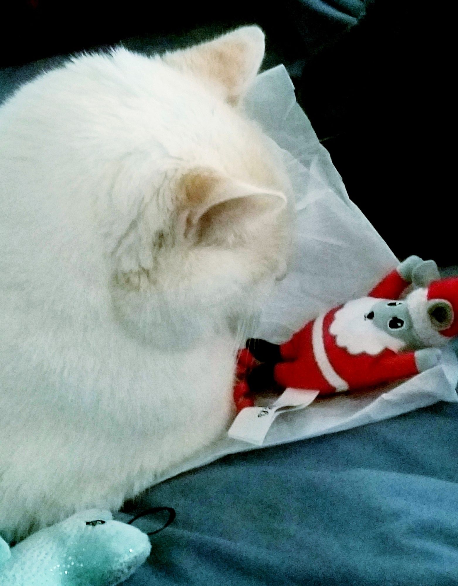 White cat looking at Santa mouse toy