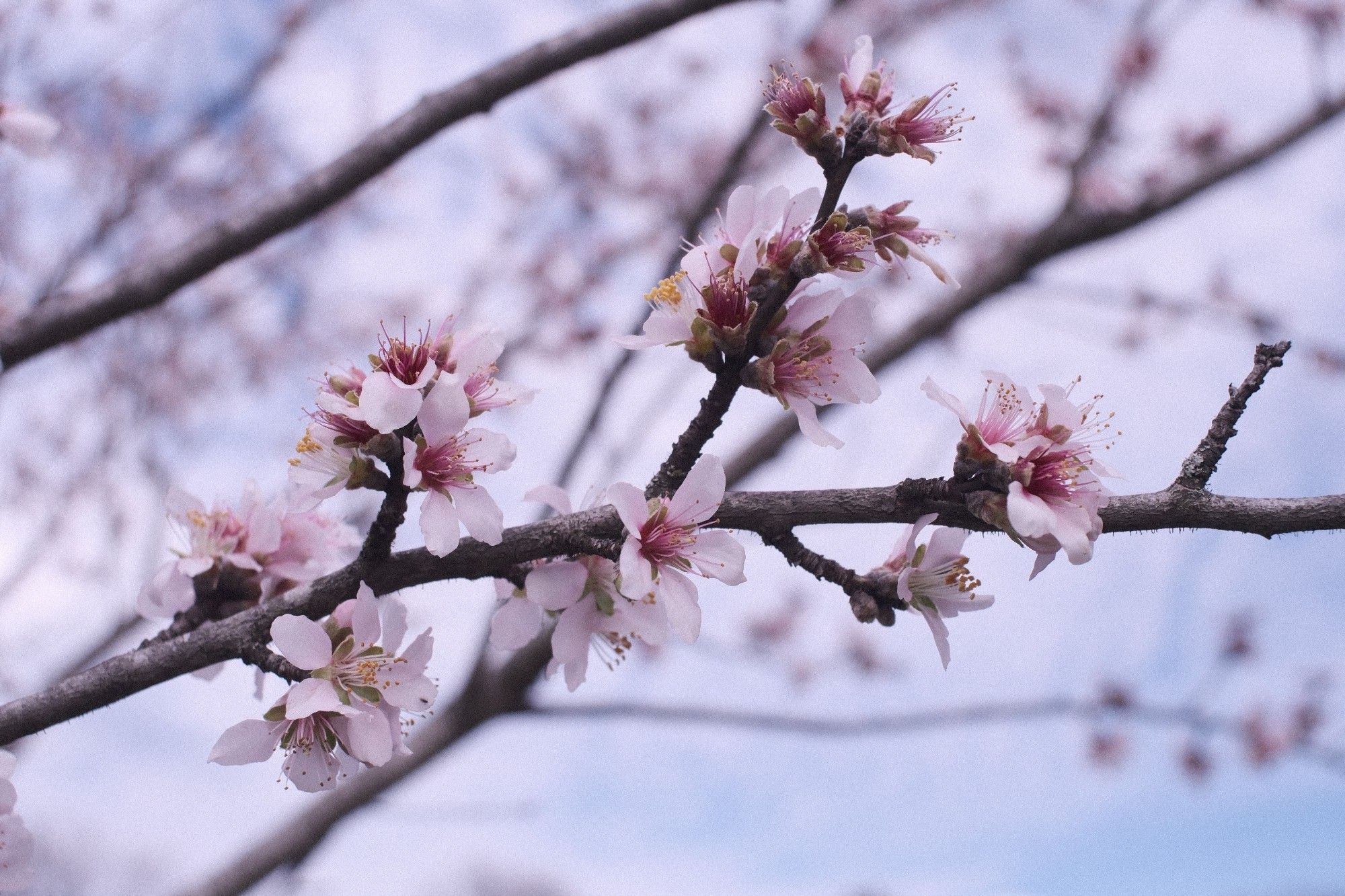 Close up of a branch full of five petal white and pink almond flowers