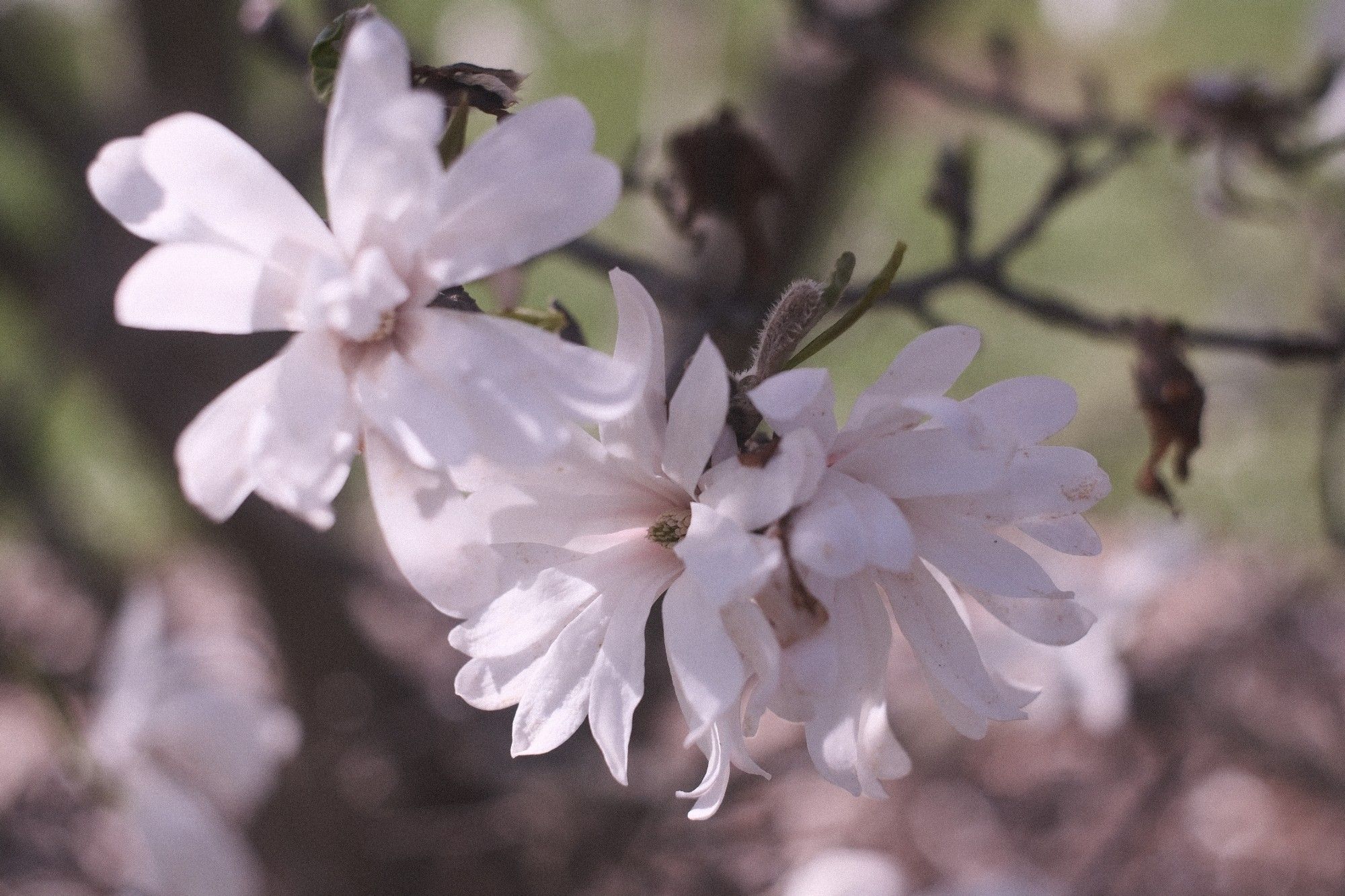 Three flowers of a white star magnolia tree with blurry background