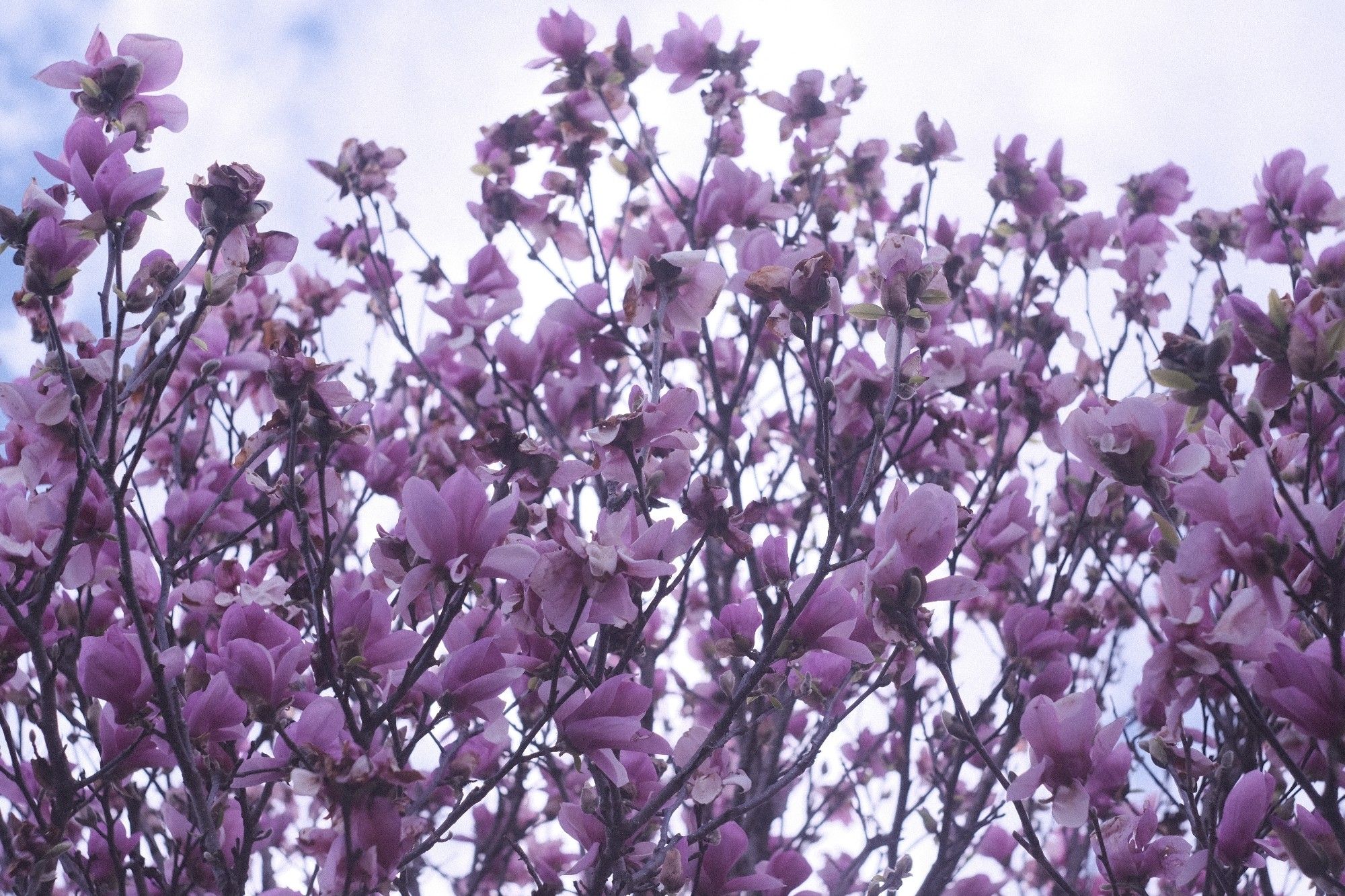 Top of pink magnolia tree with bright white sky background