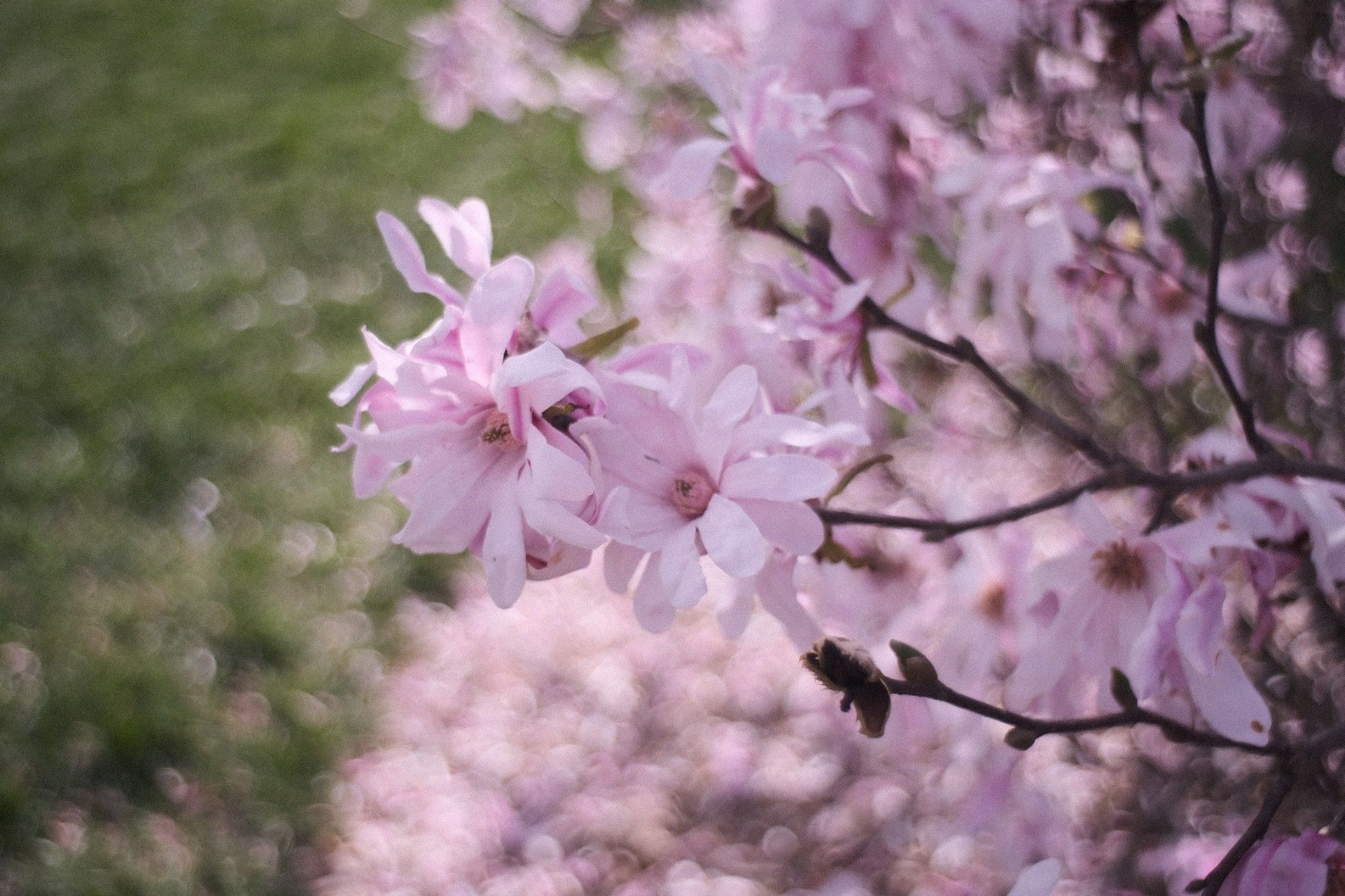 Pink hybrid magnolia tree flowers with blurry background