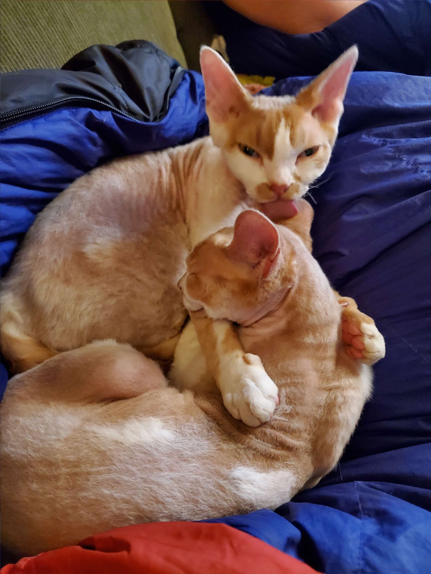 Two orange and white devon rex cats in a cuddle puddle on a blue sleeping bag. One cat is licking the other's ear while looking at the camera.