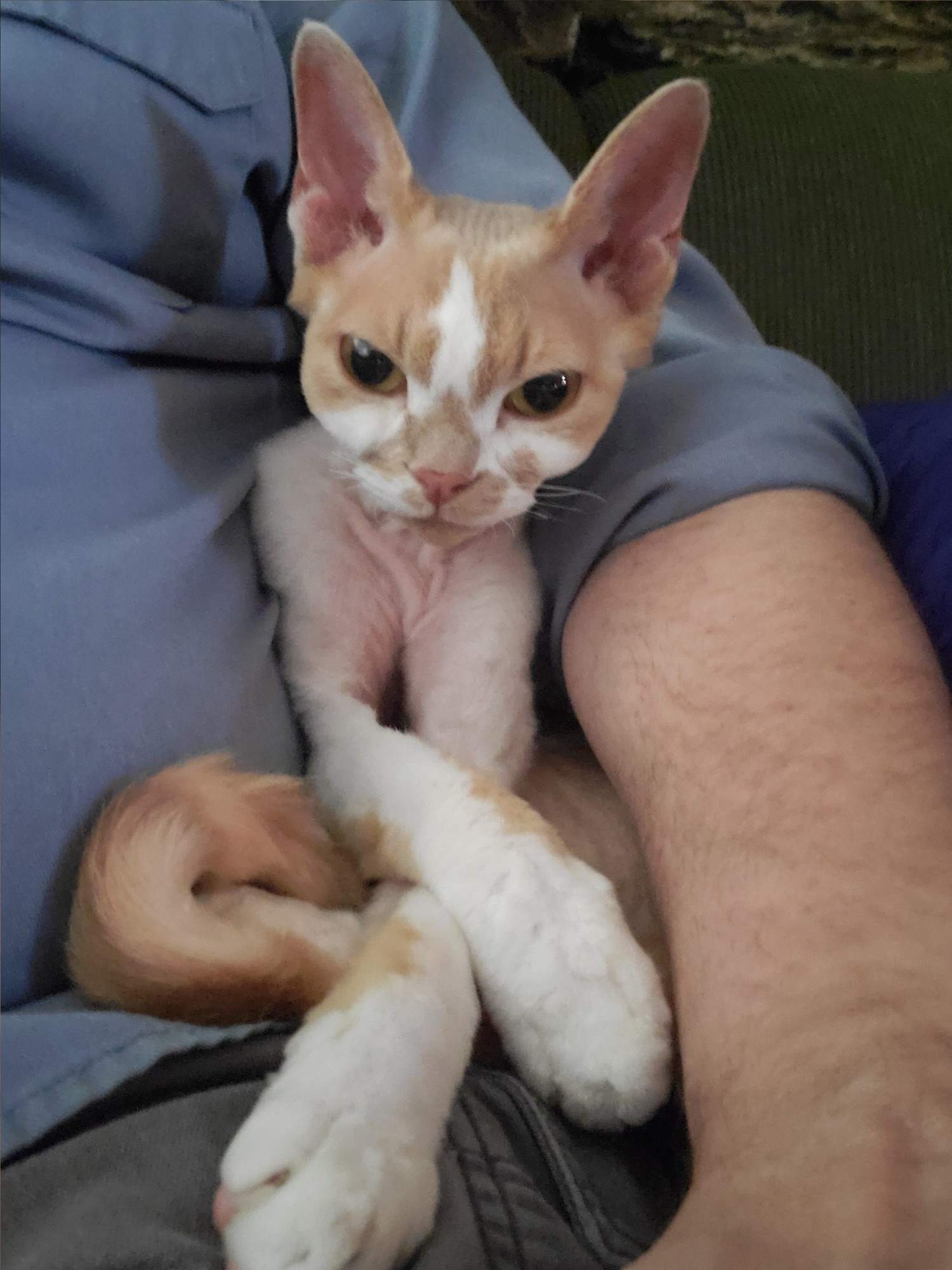 An orange and white devon rex cat sits tucked under his guardian's arm with his forelegs crossed. He looks relaxed but alert. His guardian is wearing a dirty blue work shirt.