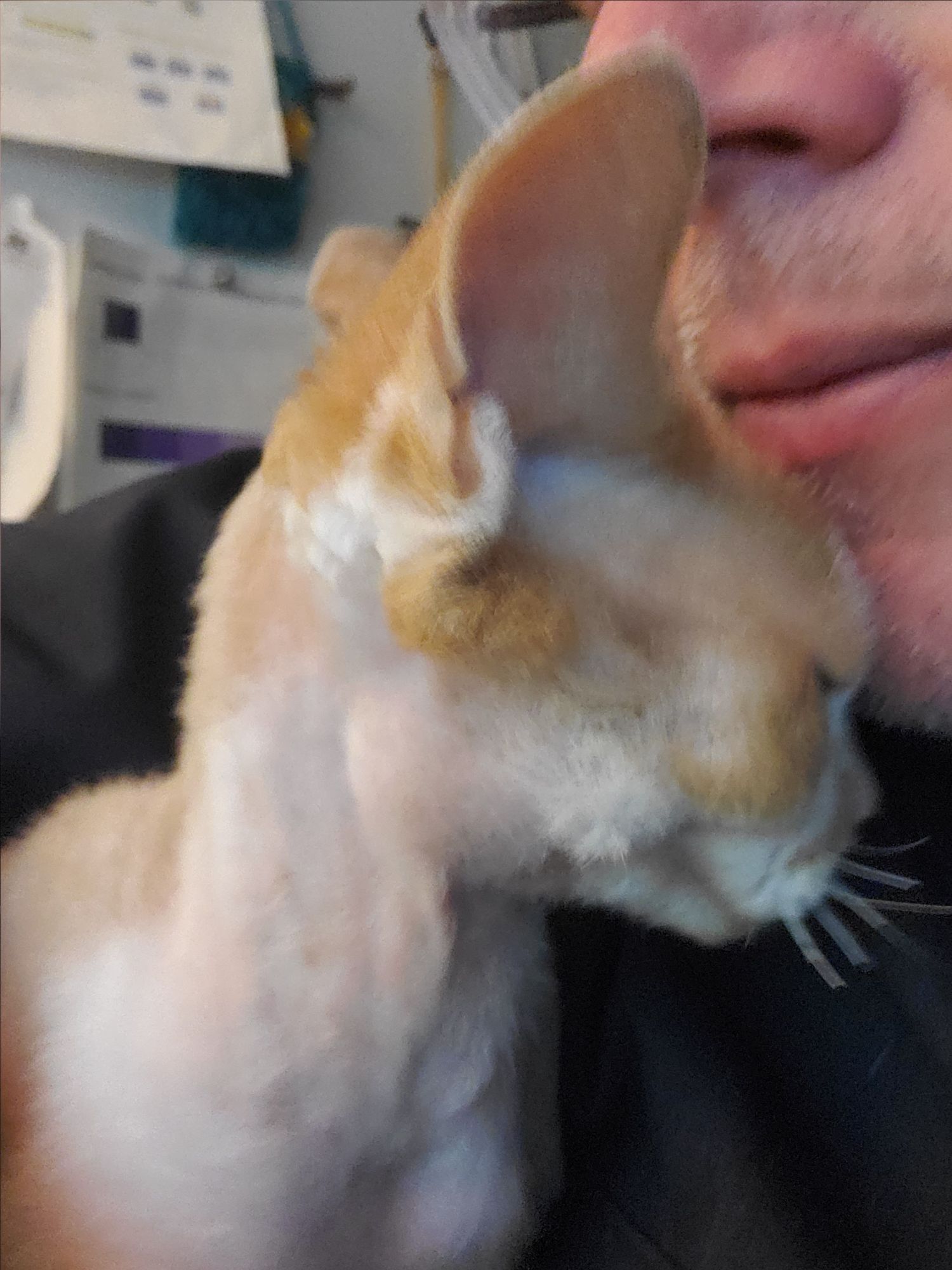 An orange and white devon rex cat presses his forehead against my chin. His eyes are closed and he's purring loudly. I'm trying to do some fairly delicate data massaging and he keeps getting up in my business.