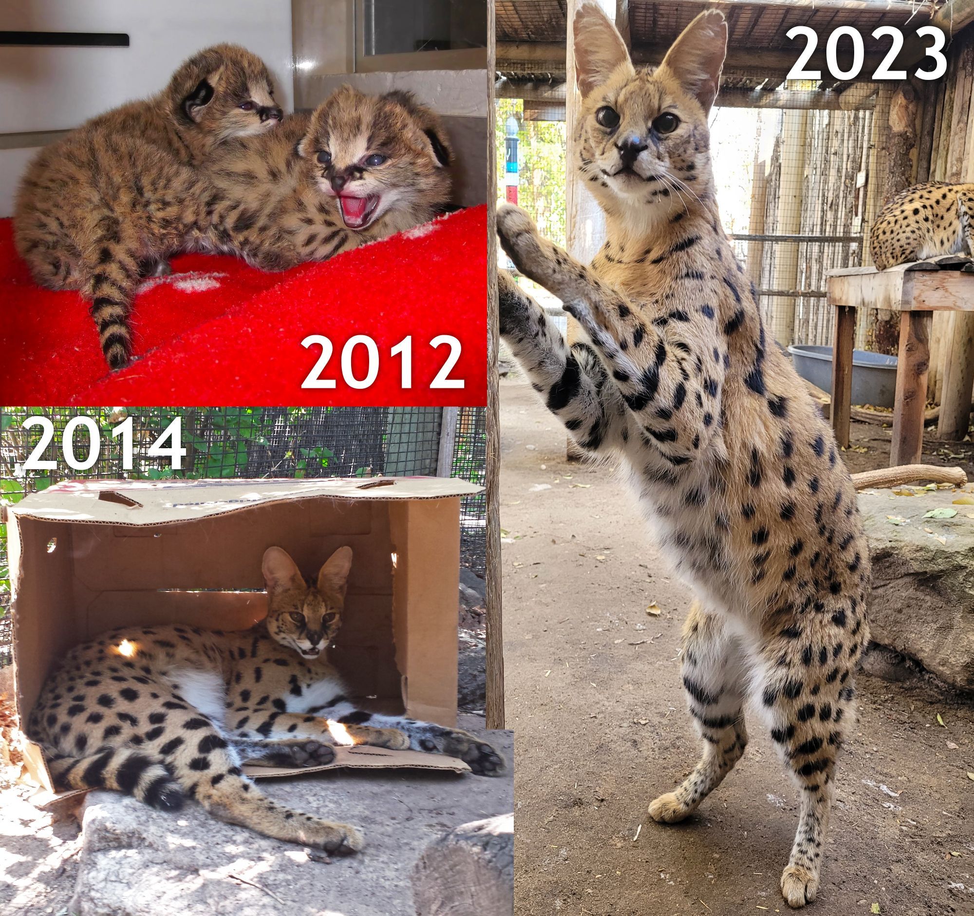 Three-photo collage of two servals over the years, from newborns to adults.