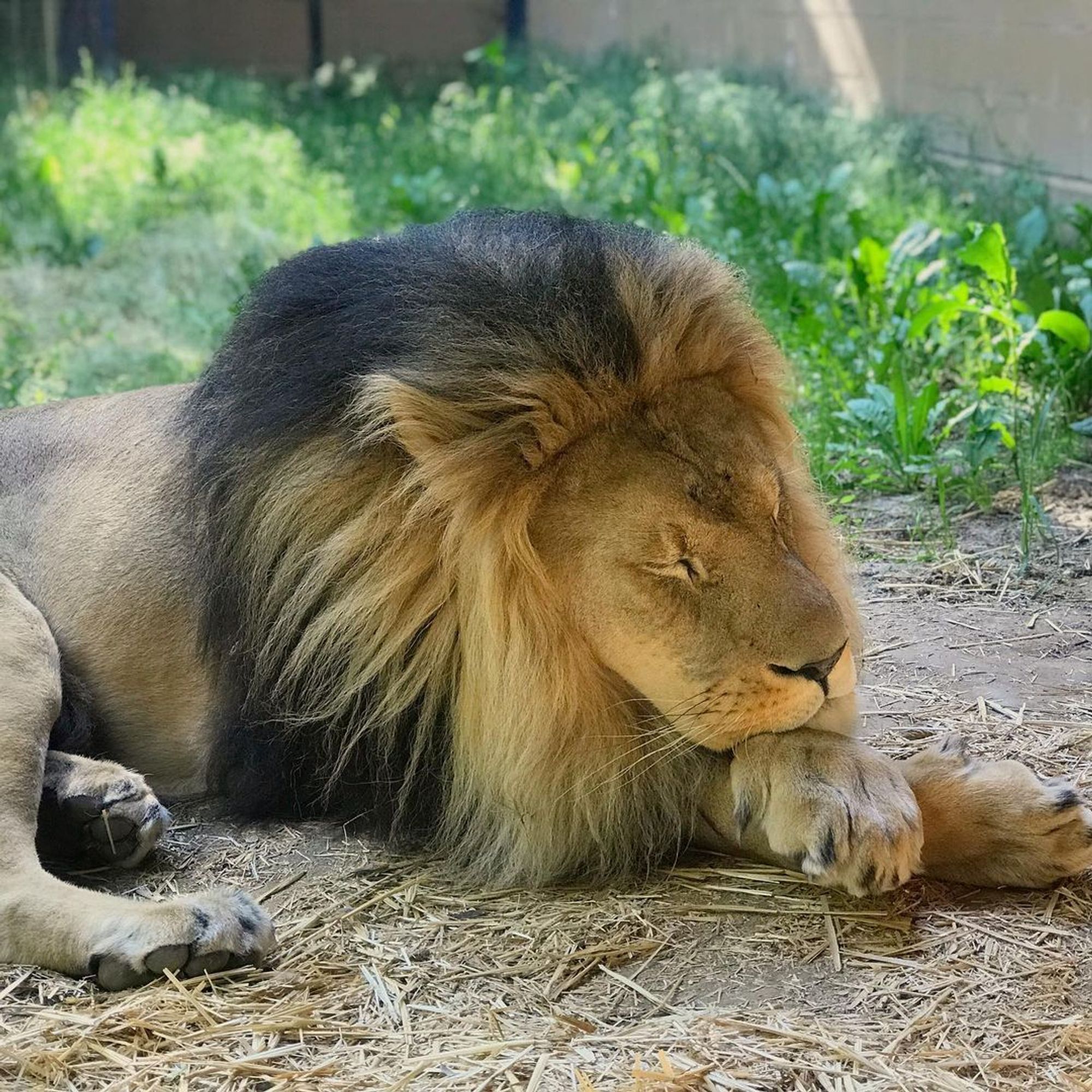 A male lion resting.