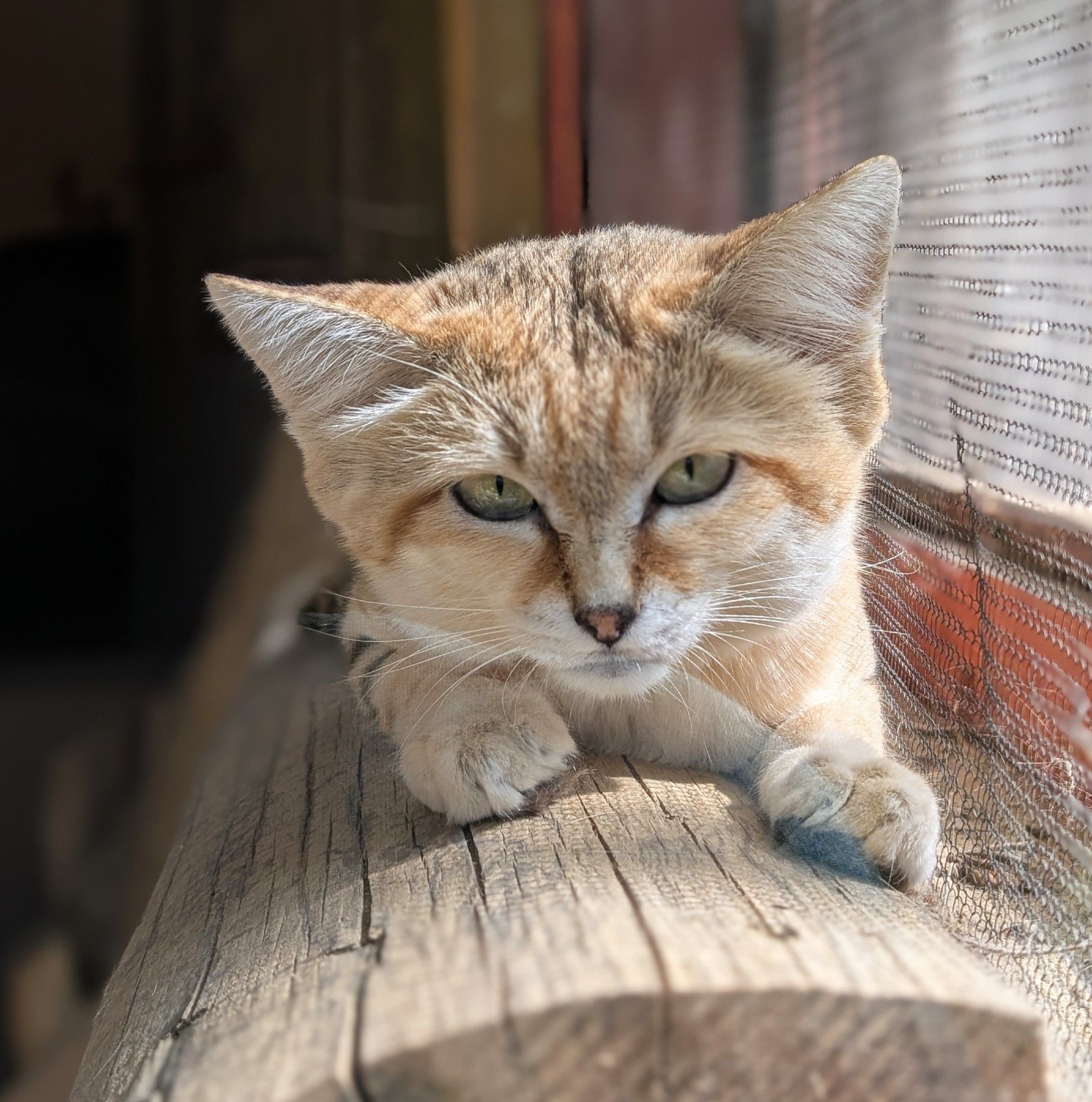 A male sand cat lays on a log inside a zoo habitat.