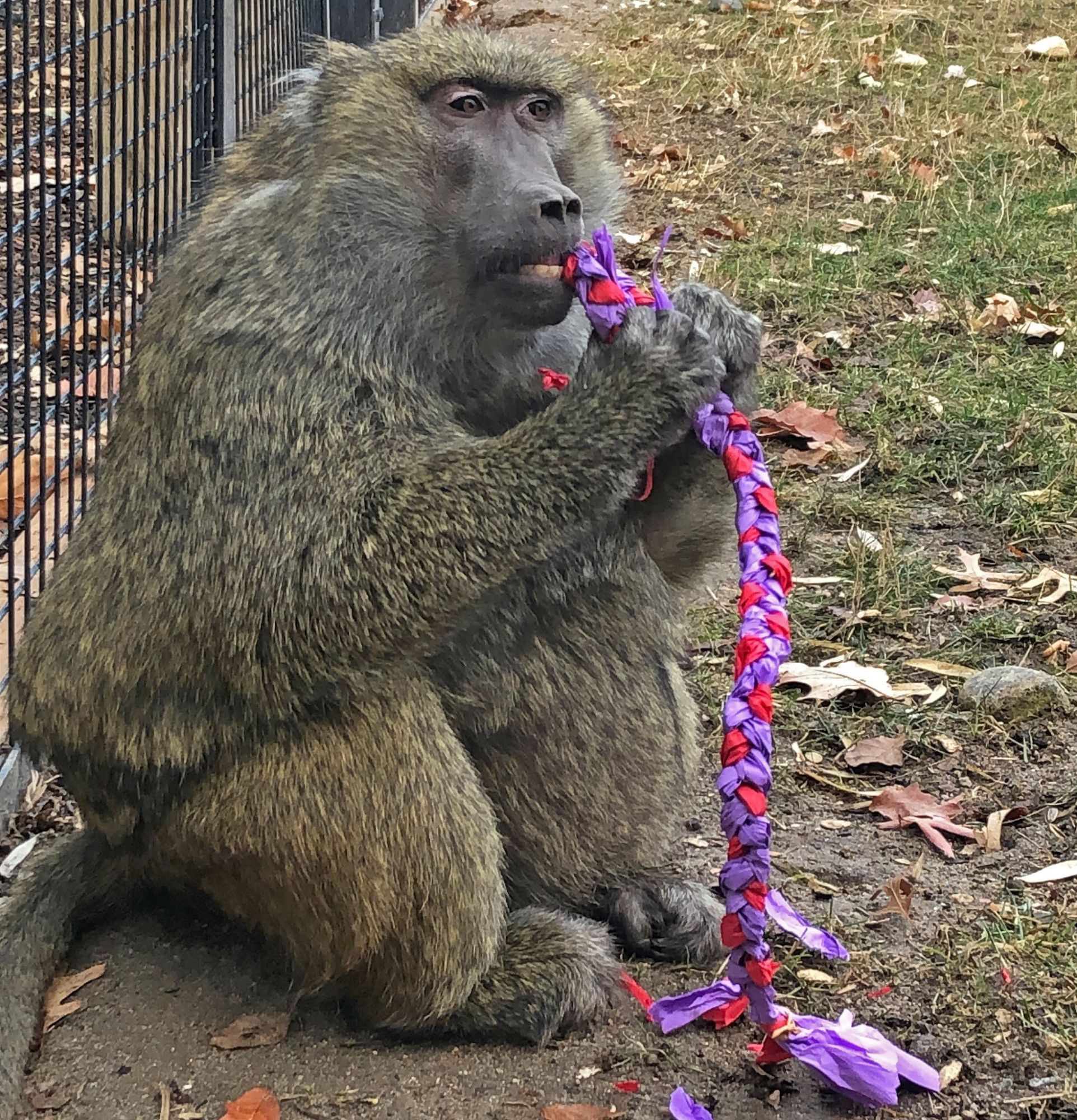 A female olive baboon chews on a braided purple and pink rope in an outdoor zoo yard.