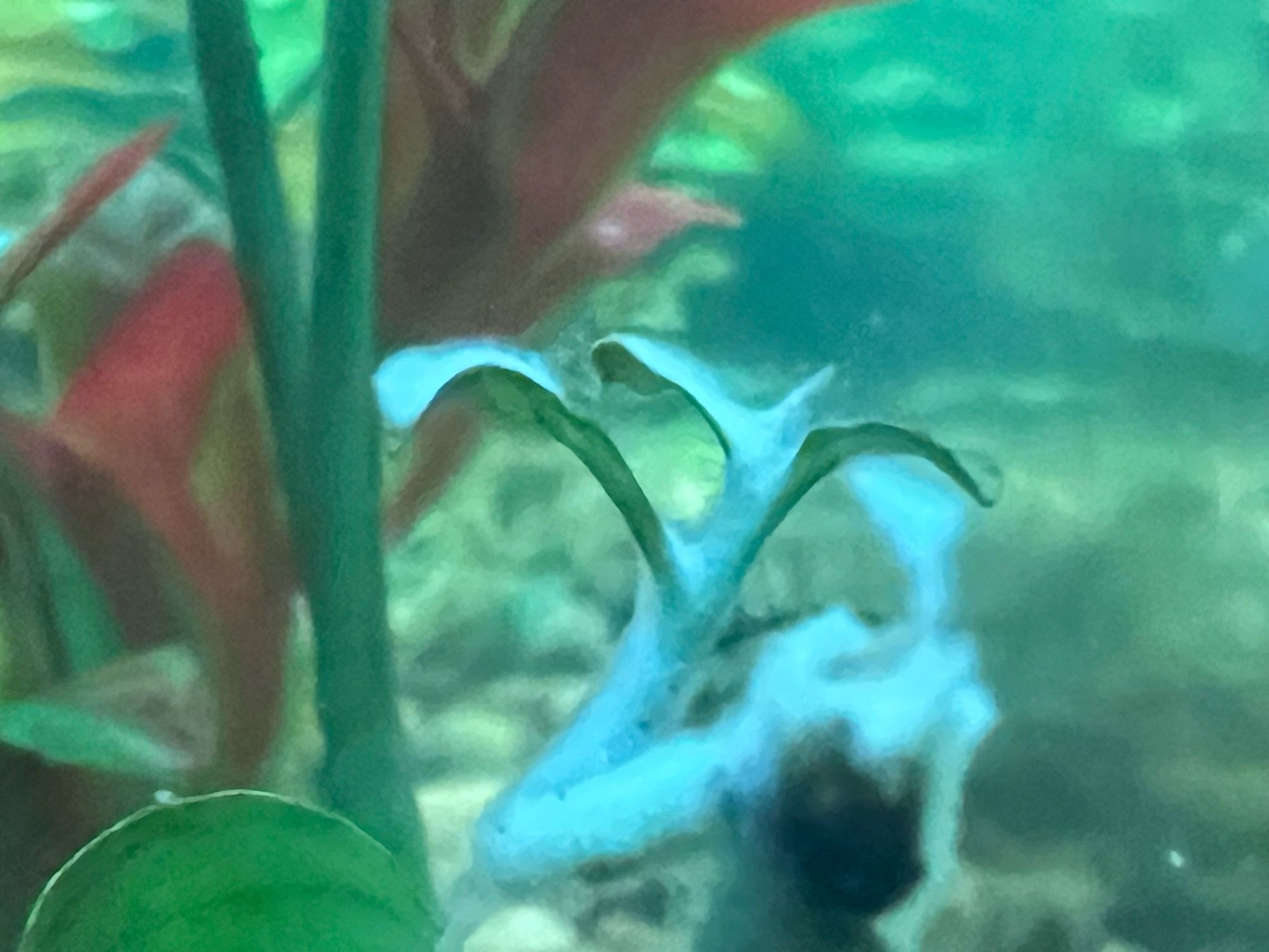 A plant sprout in an aquarium. It is covered in a thick layer of white fuzz.