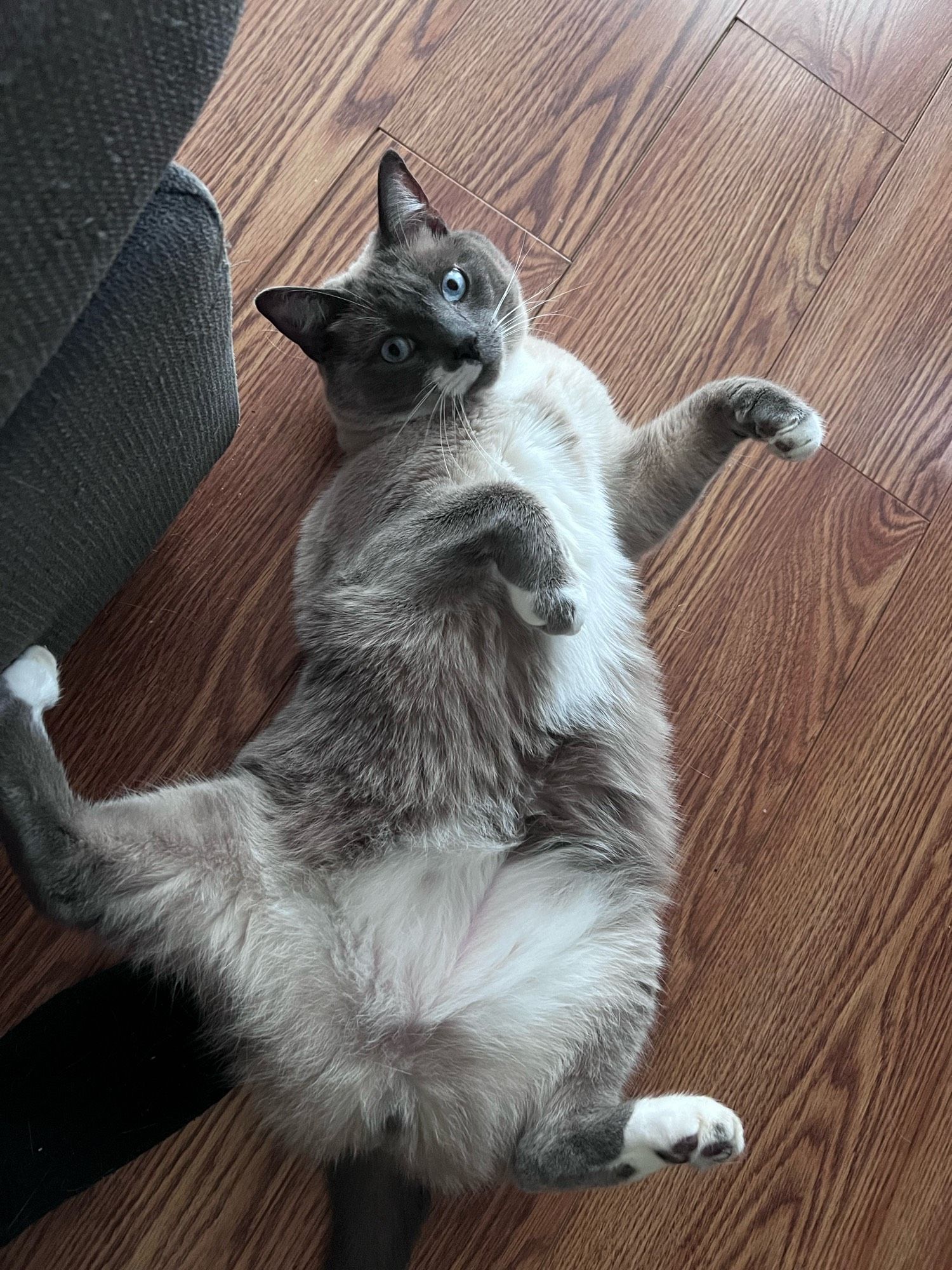 A grey and white cat with blue eyes belly-up on the ground. His back legs are splayed wide, with one kicked up sideways. His front legs are adorably curled the other way, and he's looking at the camera with a sassy glint in his eye.

The belly fluff is DEFINITELY a trap.