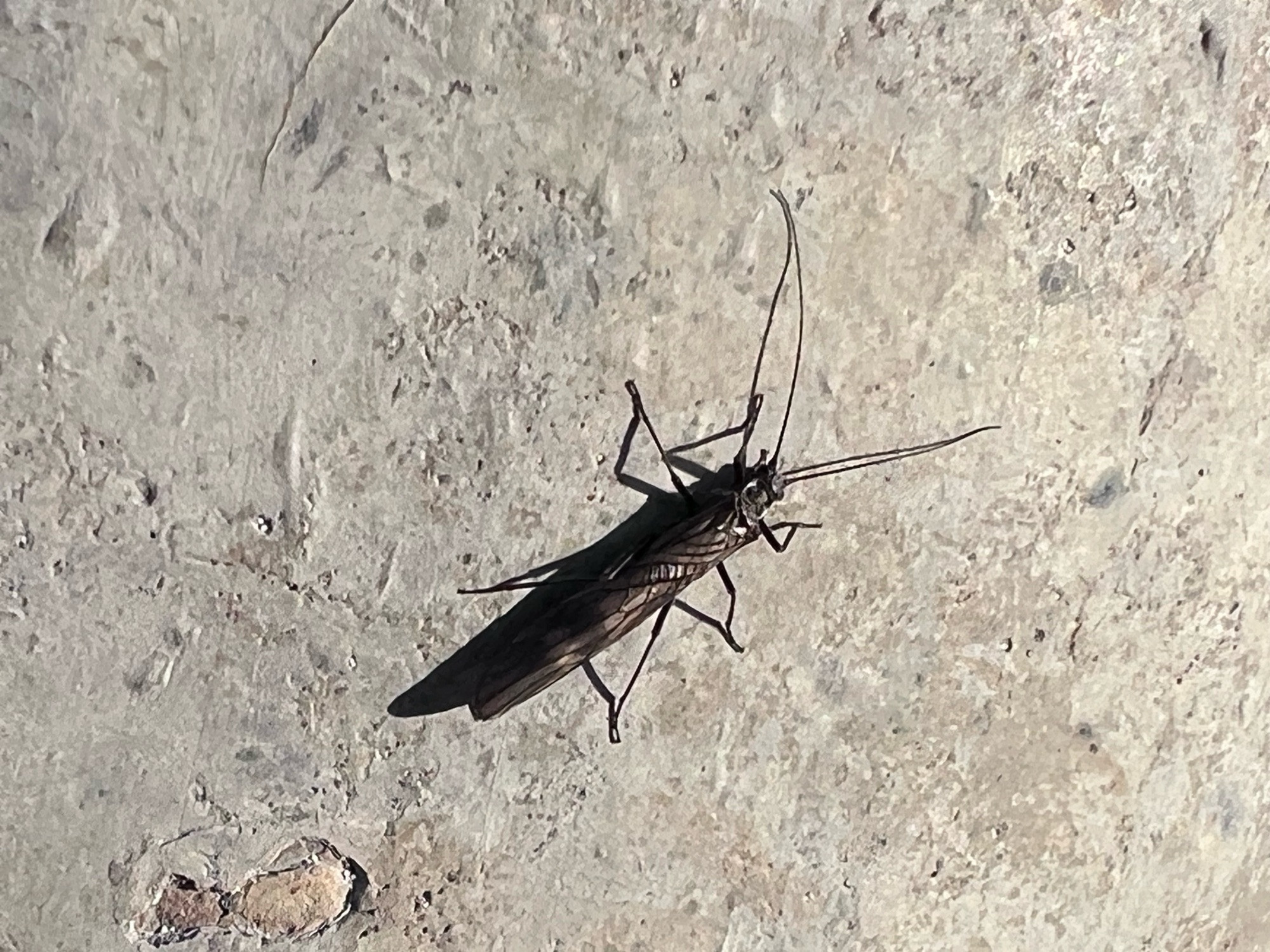 A long, narrow brown winged insect with a small head and threadlike antennae. Perched on concrete.