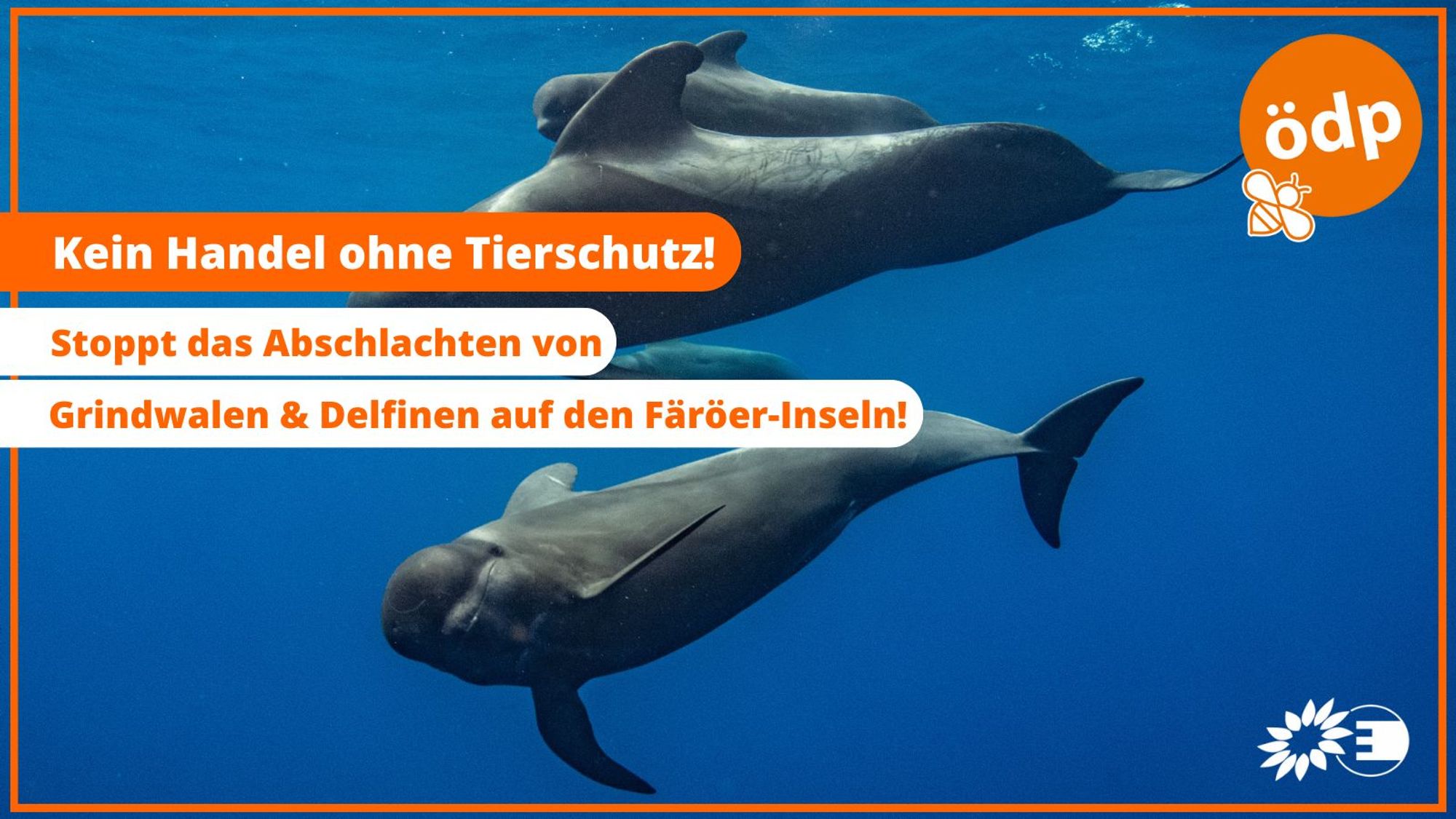 Auf dem Bild sieht man eine Gruppe von Grindwalen. Die Überschrift lautet "Kein Handel ohne Tierschutz! Stoppt das Abschlachten von Grindwalen & Delfinen auf den Färöer-Inseln!" 