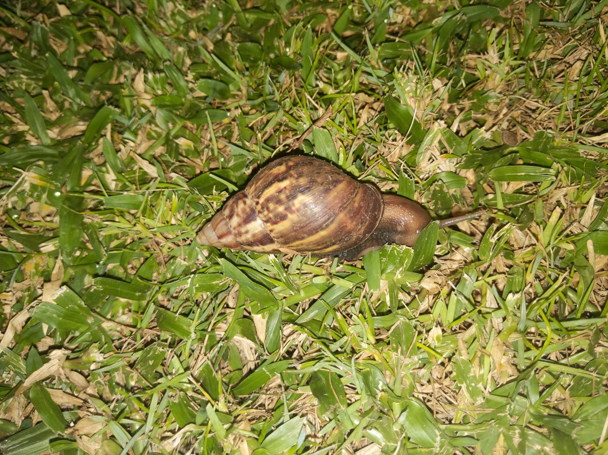 flash photo of a brown snail in the grass