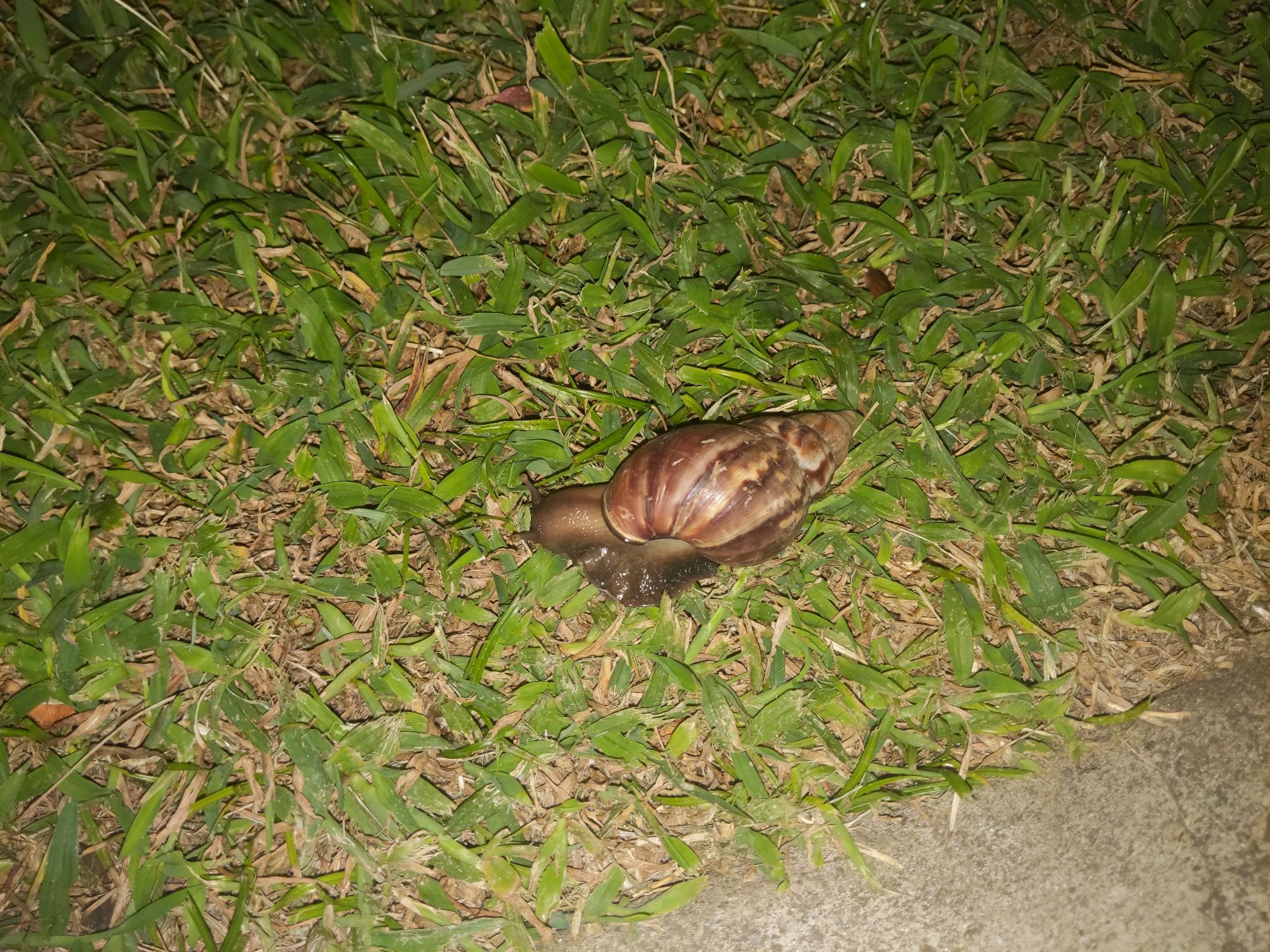 flash photo of a brown snail in the grass