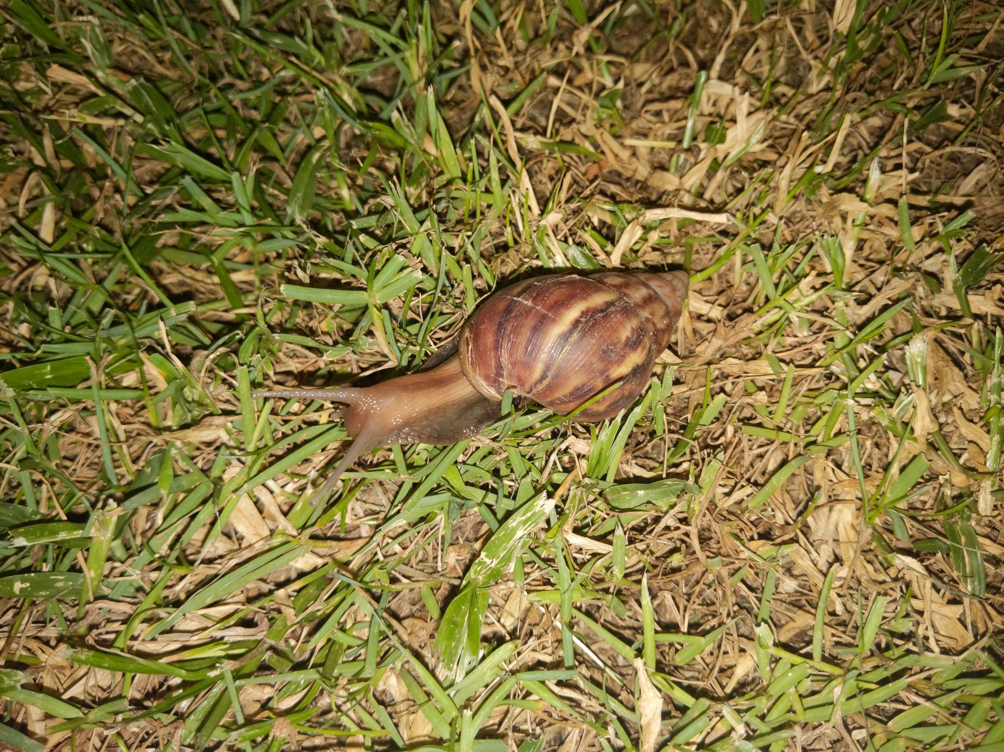 flash photo of a brown snail in the grass