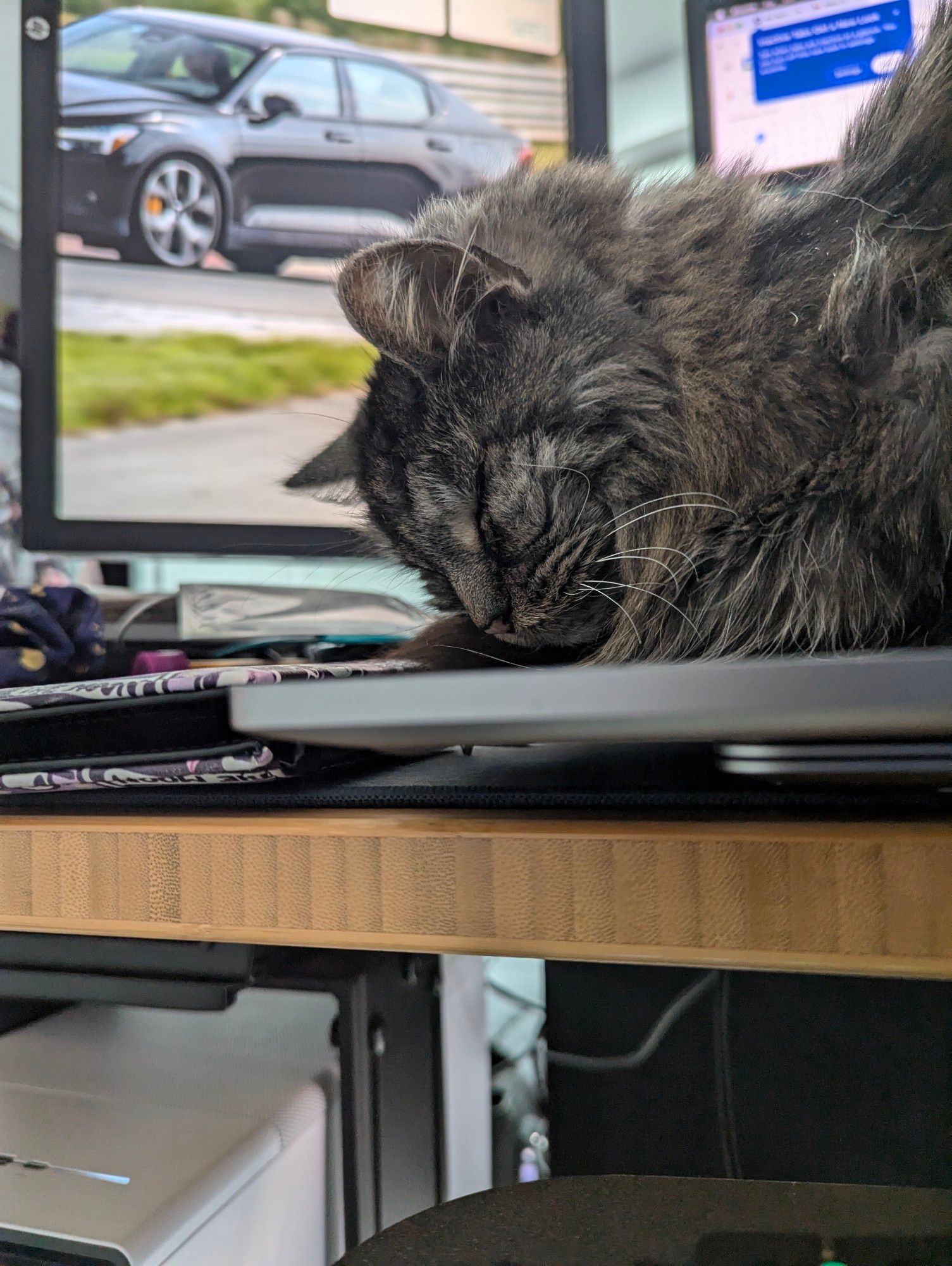 A fluffy grey tabby cat loafed up asleep on a MacBook keyboard seen from her eye level