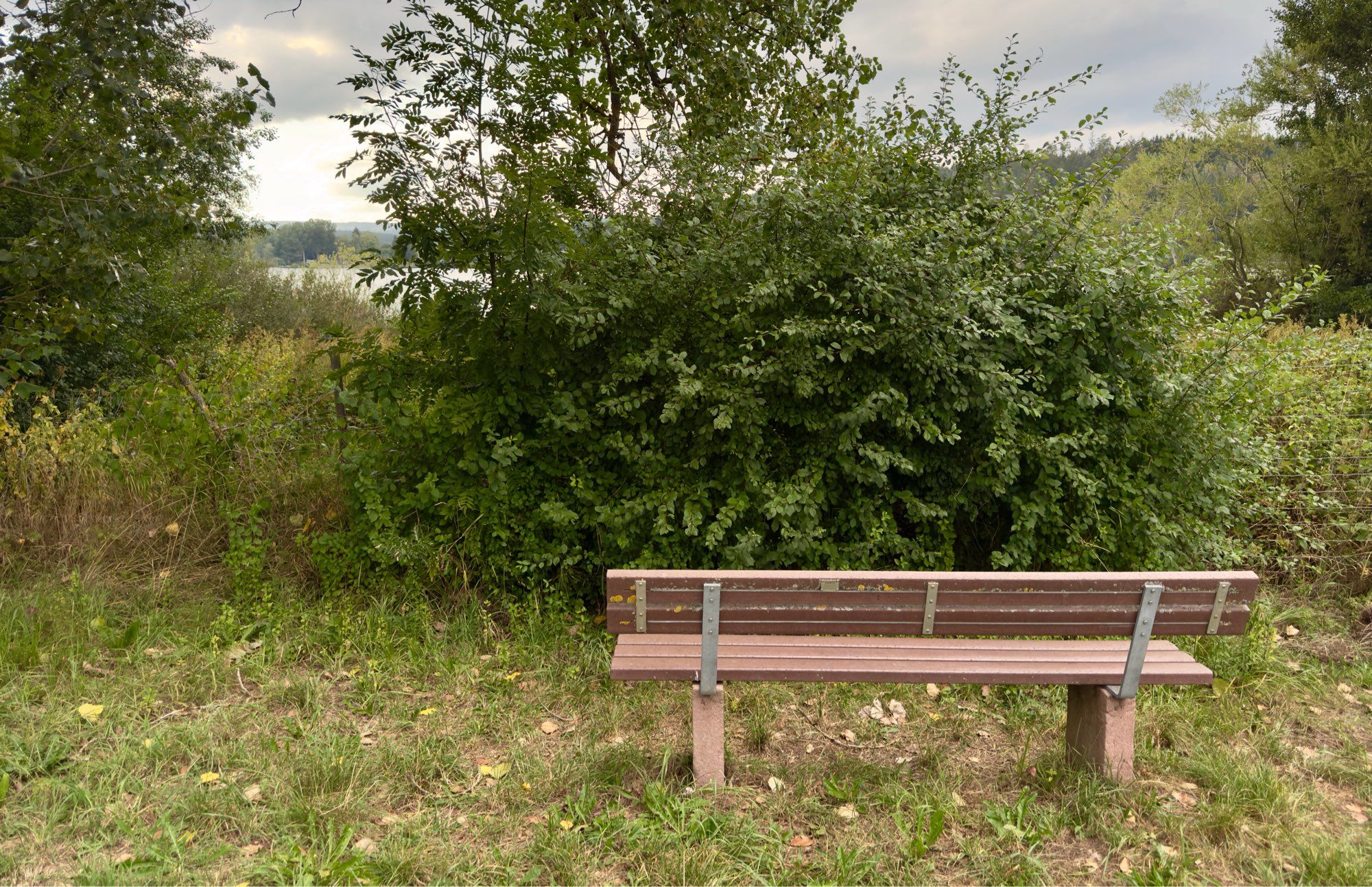 Eine Sitzbank mit Blick auf den See. Aber ein sehr groß gewachsenes Gebüsch nur 2m vor der Bank, verdeckt den gesamten Ausblick.