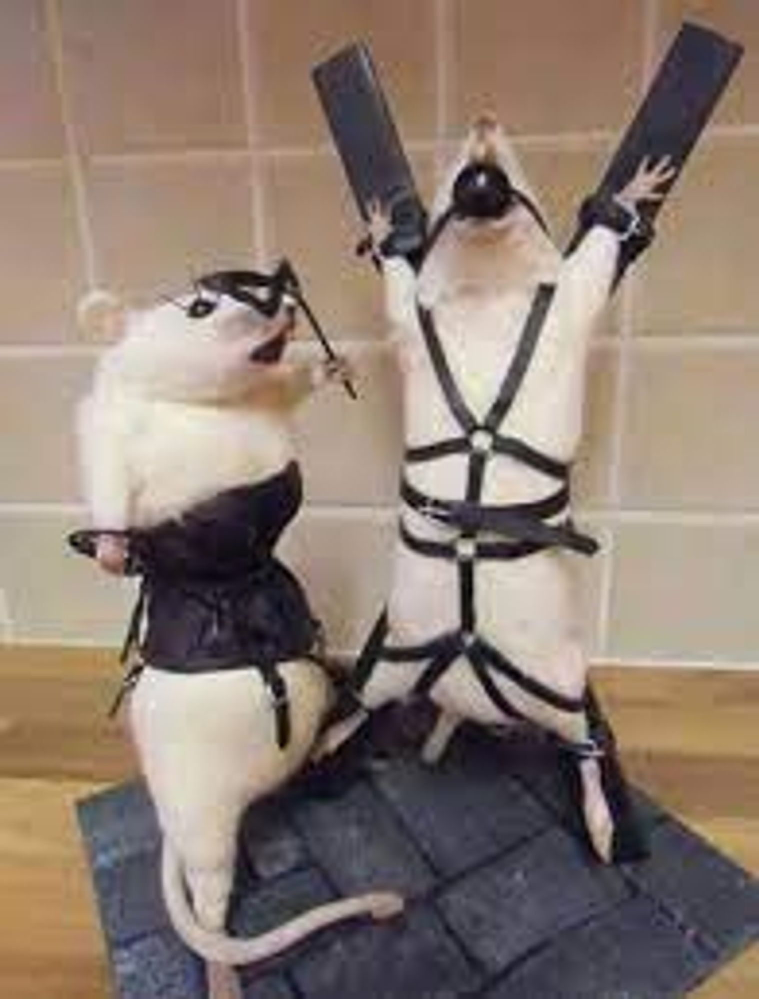 BDSM Rats: zwei präparierte weiße Ratten mit kinky Outfit