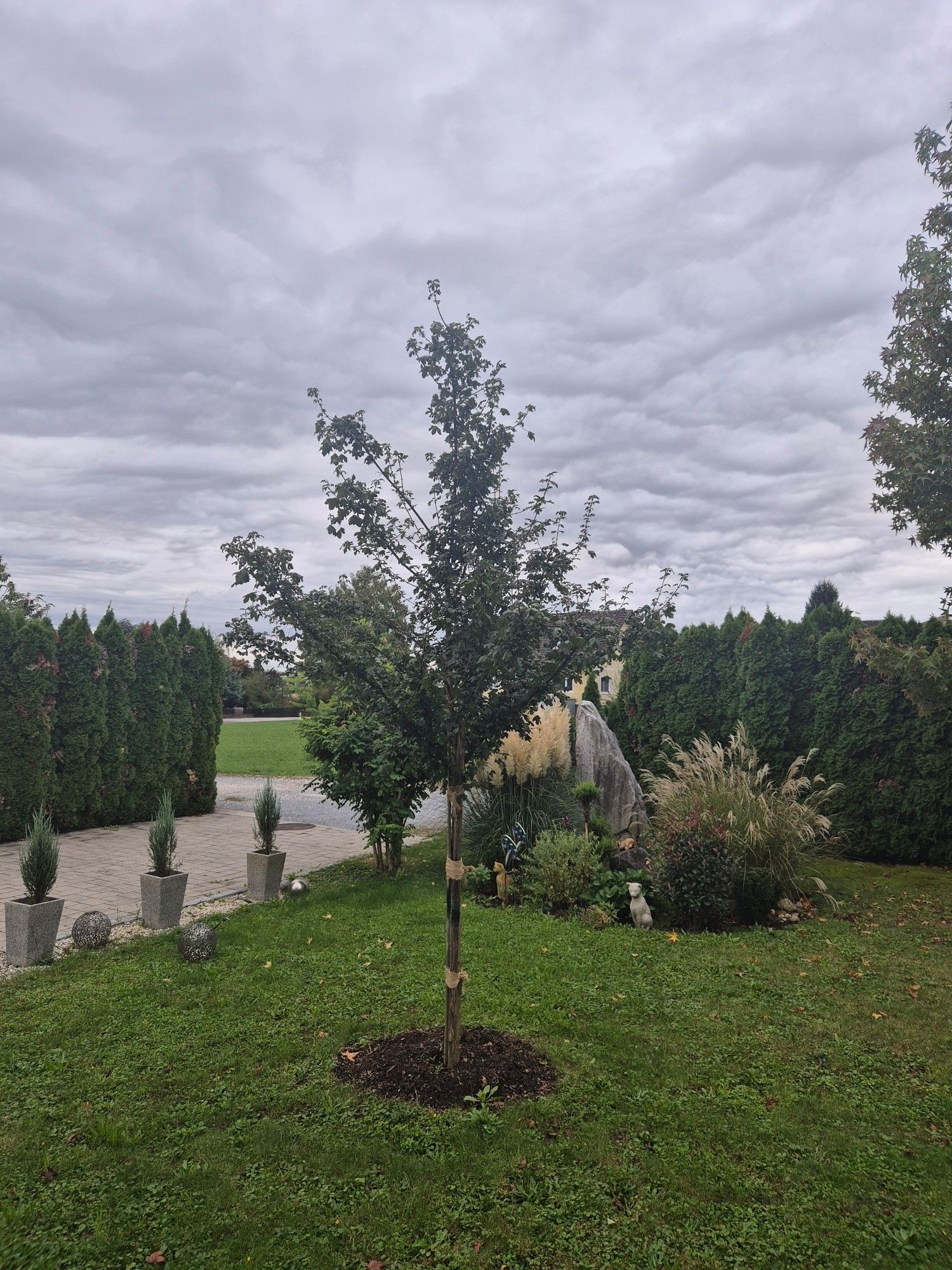 Dunkle Wolken am Himmel. Die Blätter fallen und es ist recht kühl. Der Regen der letzten Tage hat dem Gras ein sattes Grün zurückgeben.