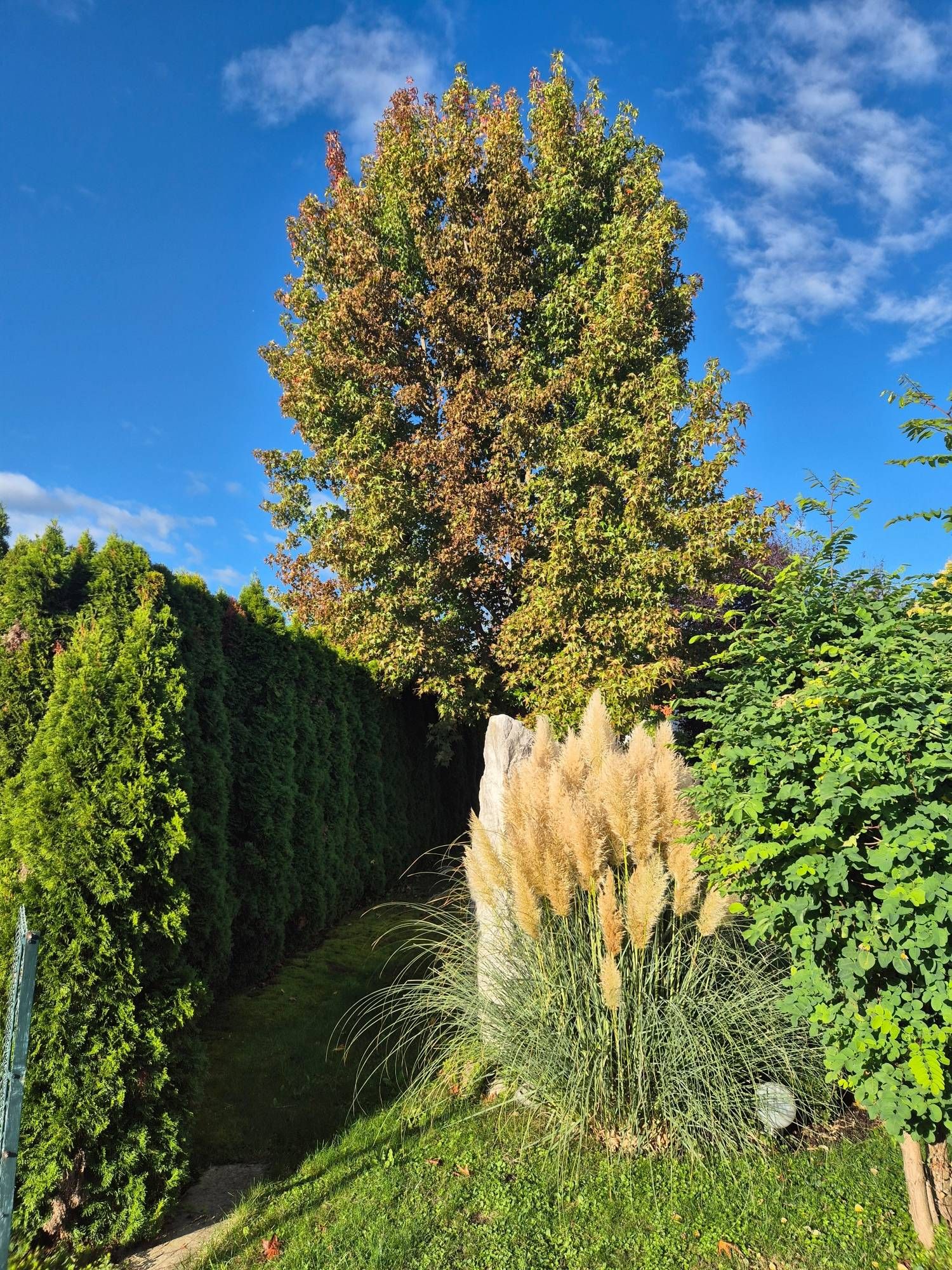 Unser Amberbaum verfärbt sich bereits rot. Das Wüstengras ist so richtig flauschig. Der Rasen wartet auf ein Schnitt. Am blauen Himmel tummeln sich ein paar weiße Wolken.