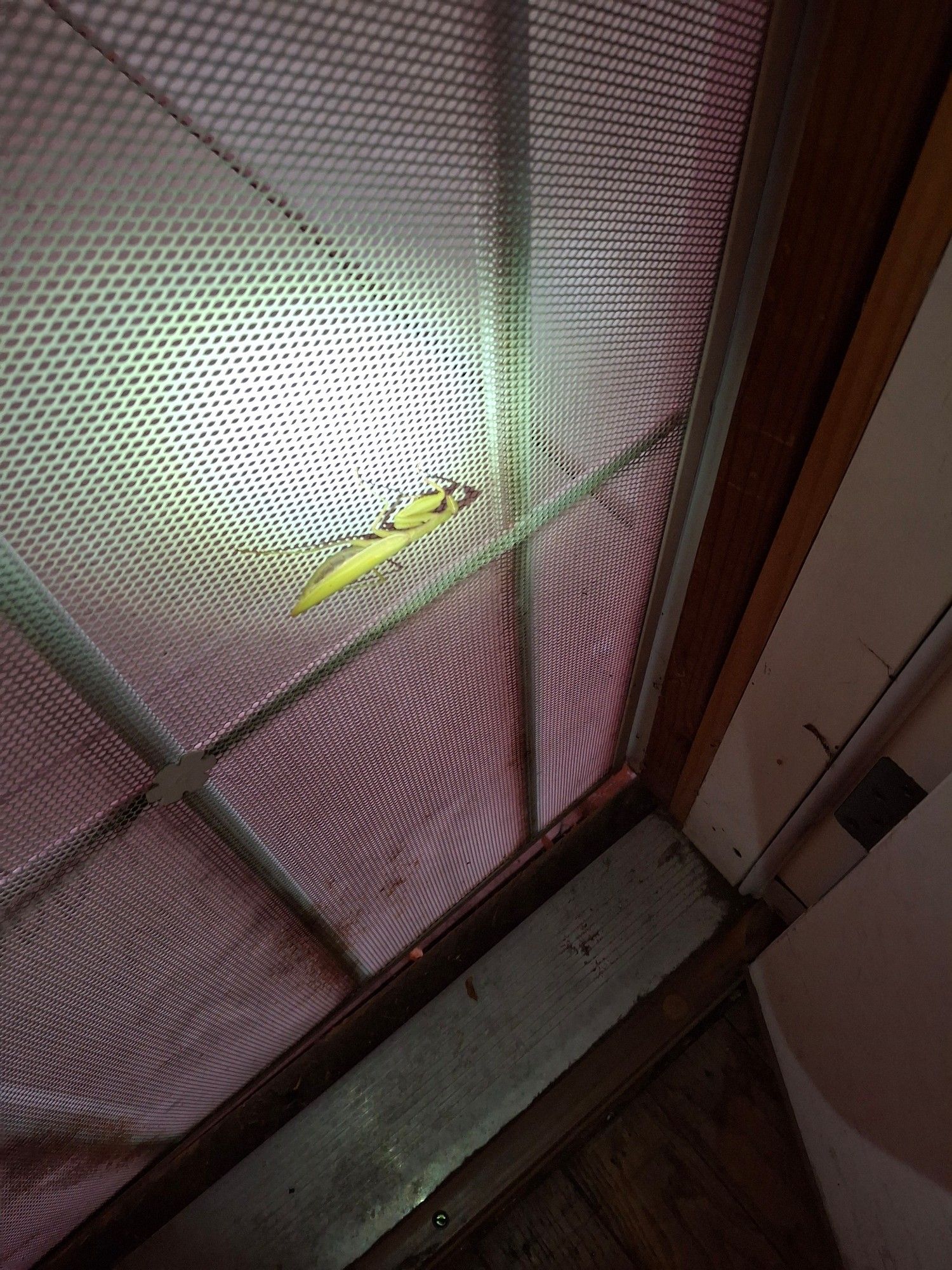 Praying mantis on a screen door