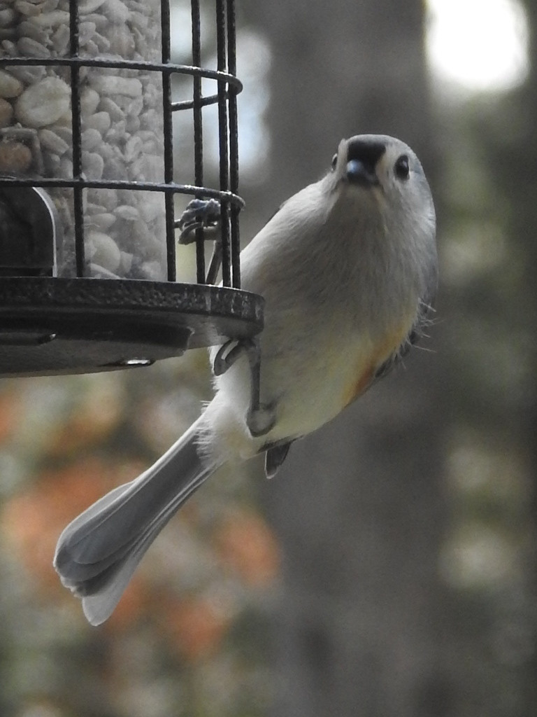 A small birb with gray tail, white and gray breast, black stripe over the beak and an orange patch just visible under the wing. Birb is clinging to a feeder with square wire enclosure.