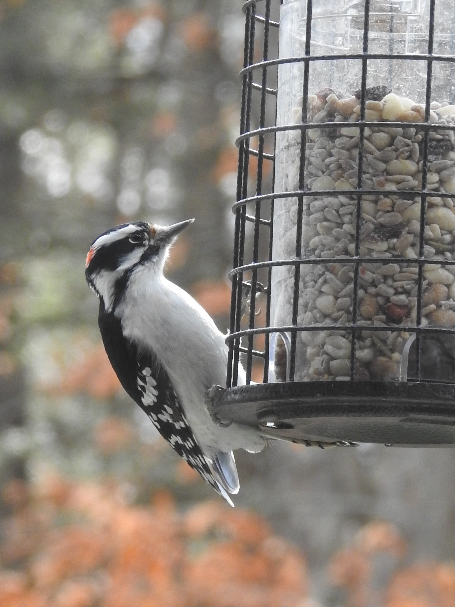 A small woodpecker birb with black and white spotted wings, white breast, black stripe over the eye and a smaller one past the beak, and a red patch just visible at the back of the head. Woodpecker birb is clinging to a feeder with square wire enclosure.