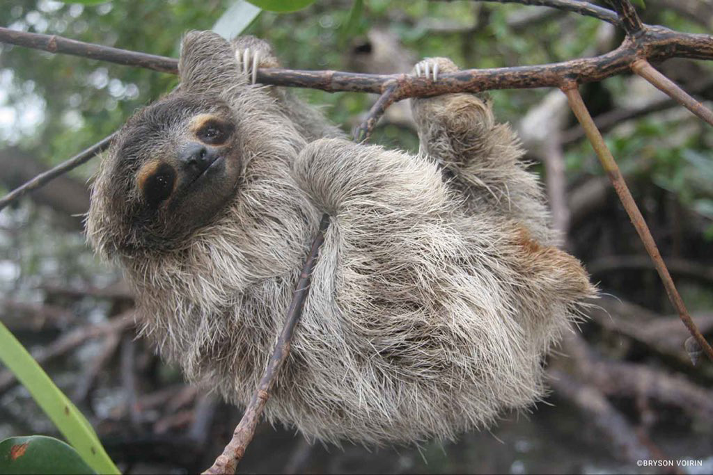 A tiny grey three toed sloth hanging off a branch 