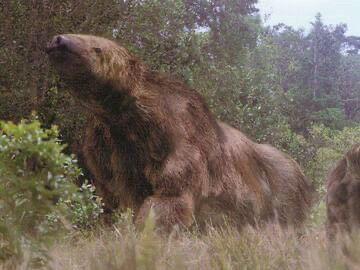 A giant sloth in all fours with brown shaggy fur and a slightly longer snout walking in dense vegetation 