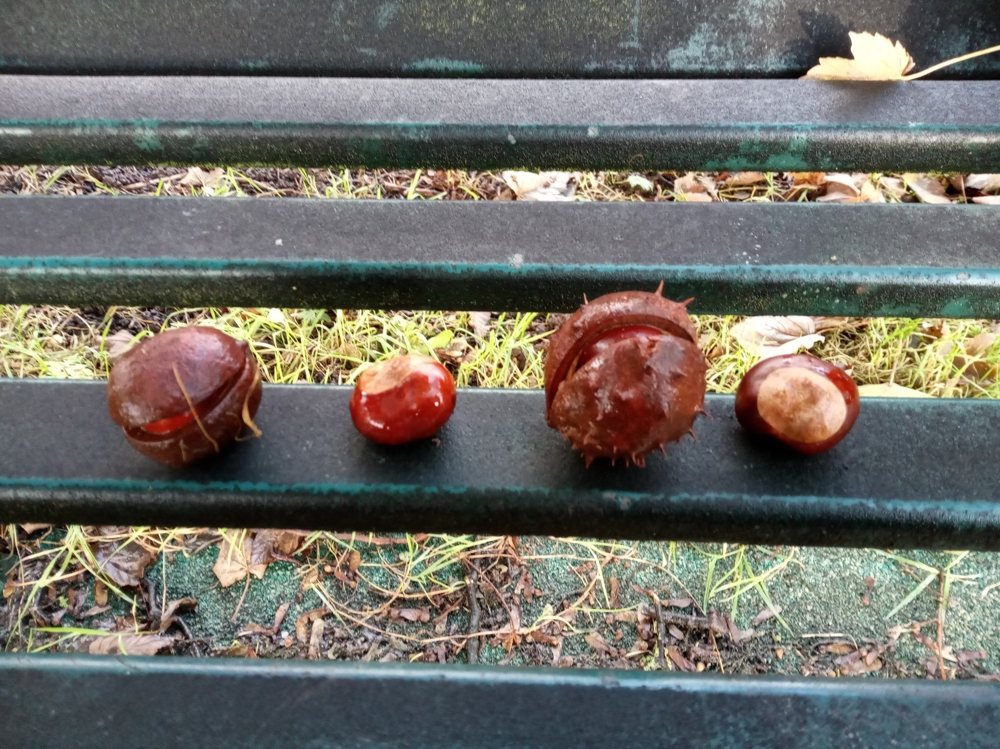 Four fresh conkers sat on a bench, two still in their packets.